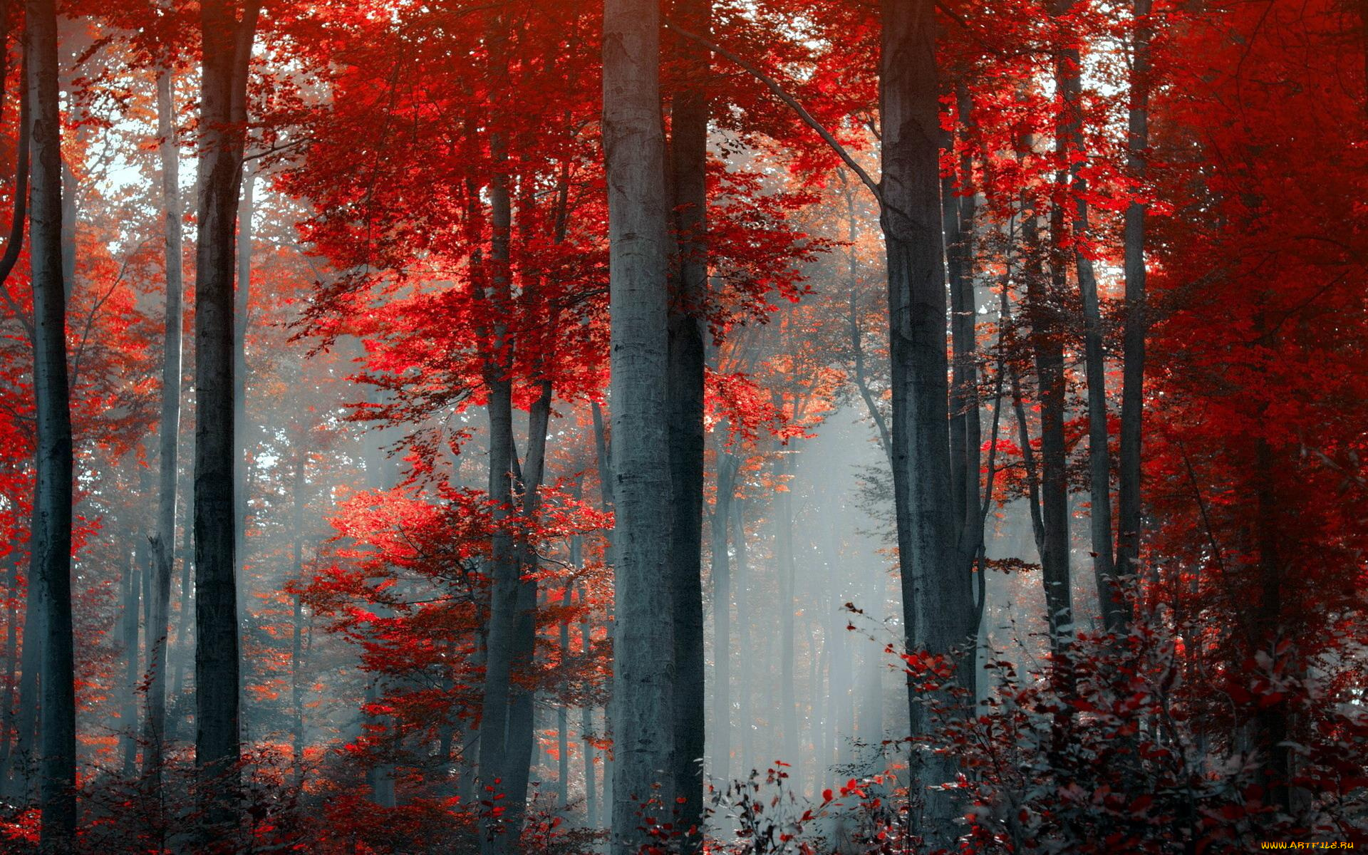 природа, лес, туман, осень, деревья