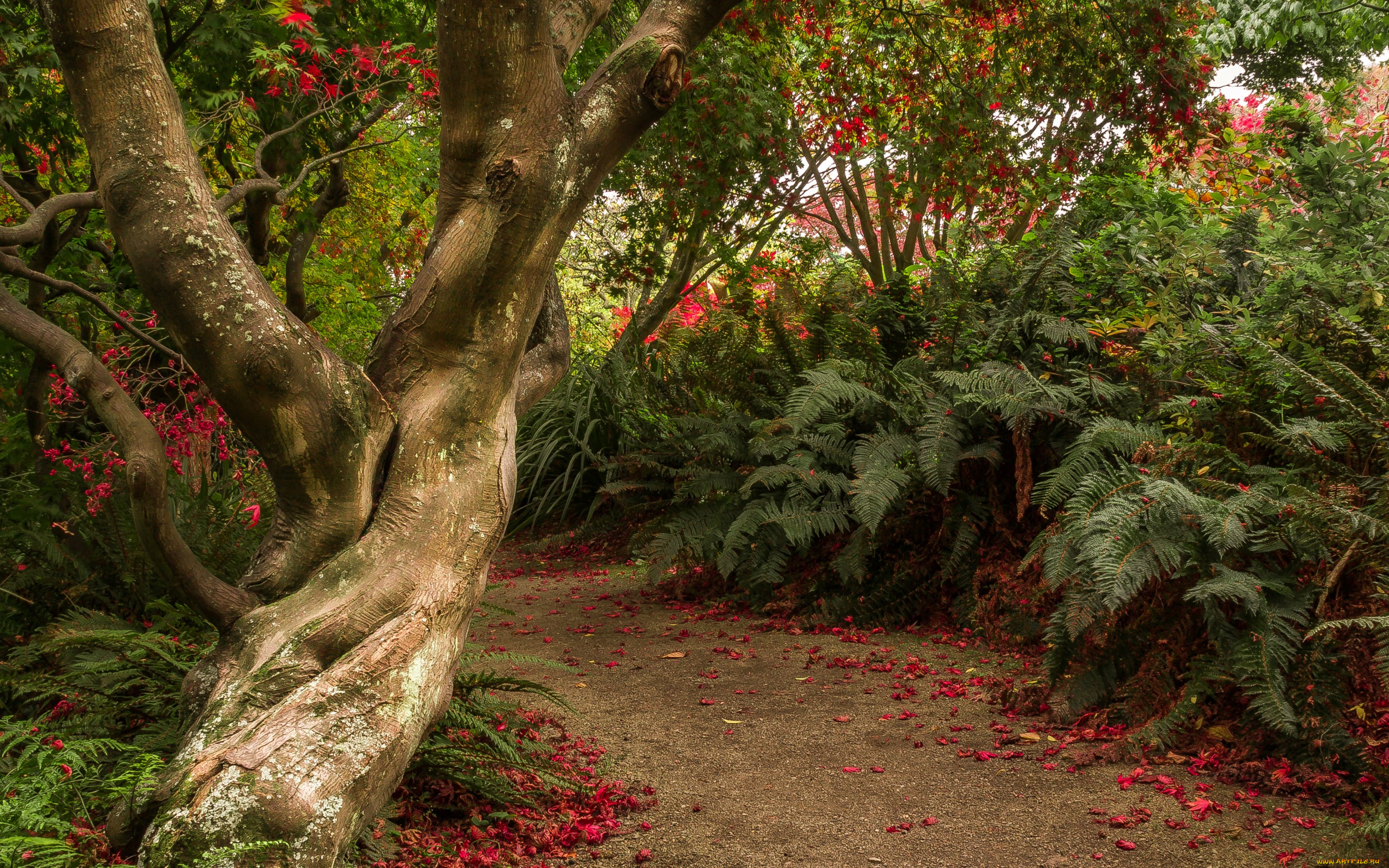 природа, парк, новая, зеландия, dunedin, botanic, gardens, otago, сад, тропинка, кусты, деревья