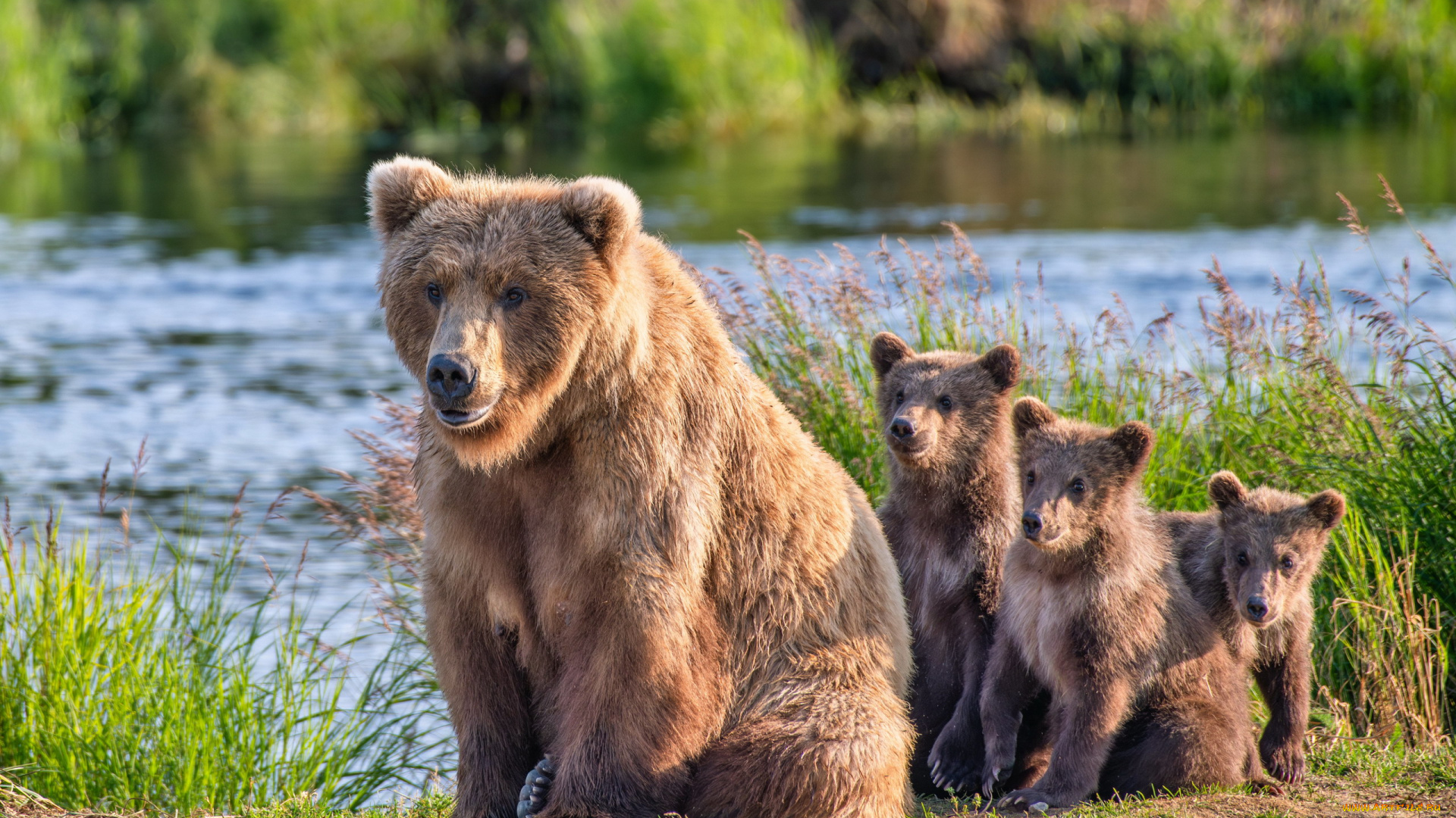 alaska, brown, bears, животные, медведи, alaska, brown, bears