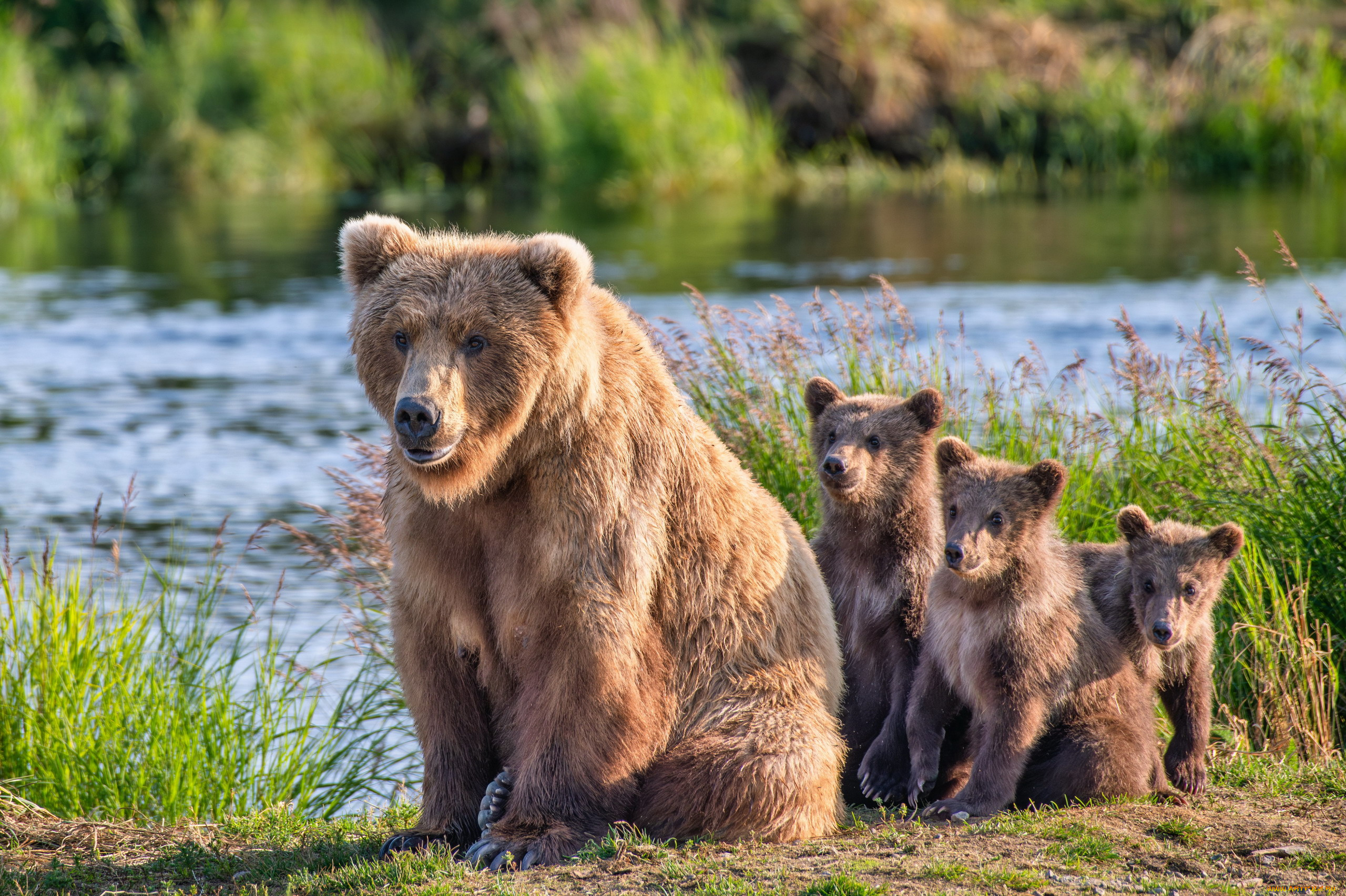 alaska, brown, bears, животные, медведи, alaska, brown, bears