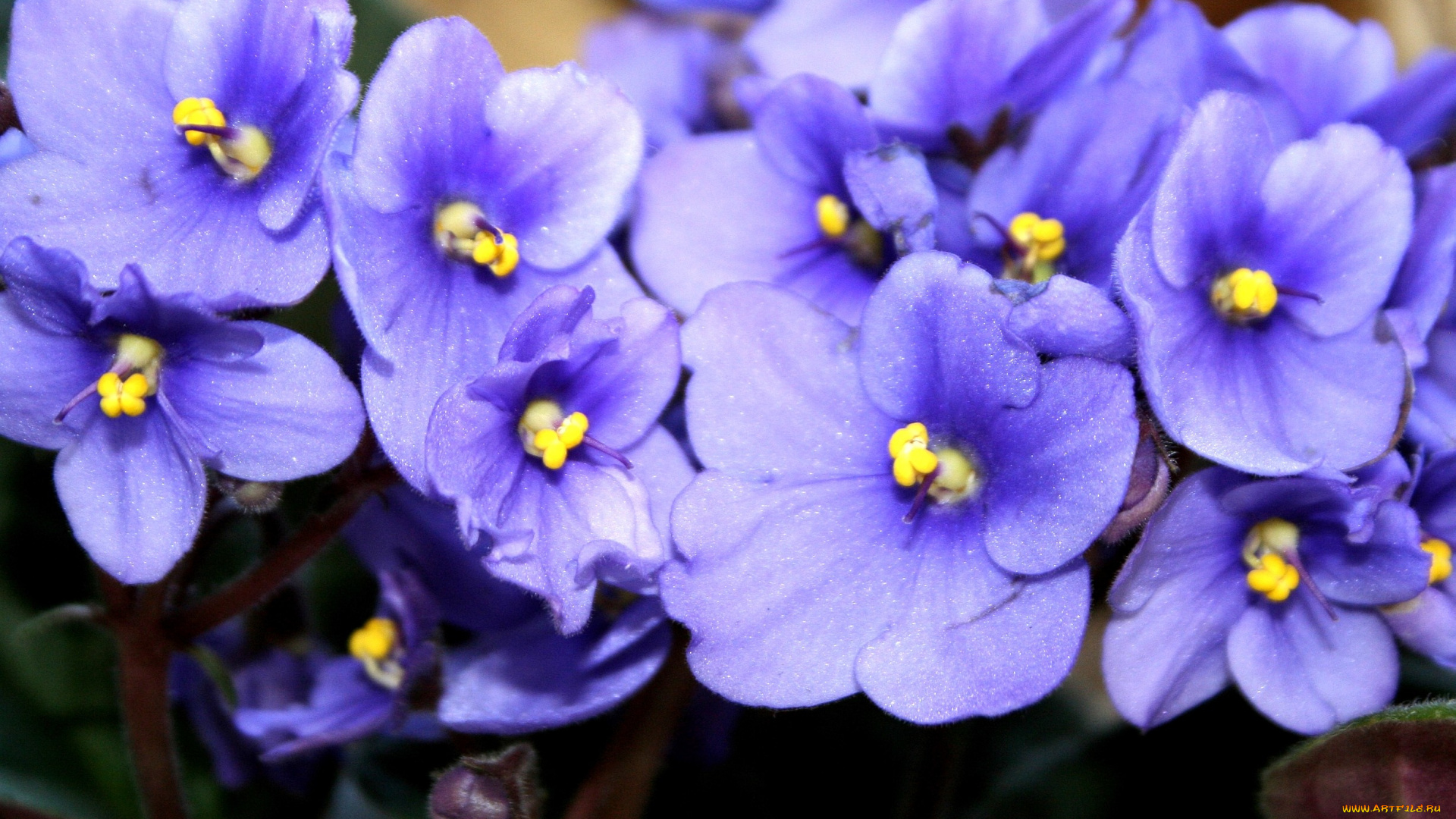 фиалки, цветы, фиалка, фиолетовый