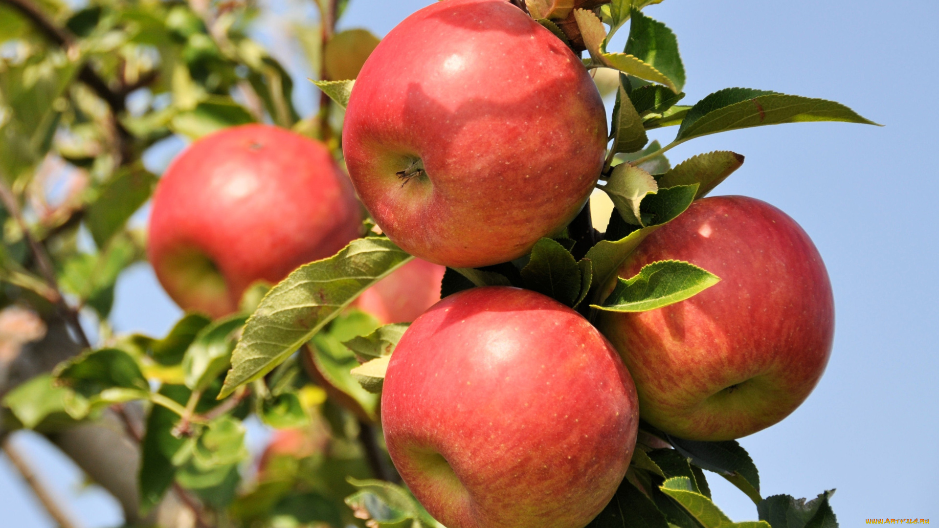 природа, плоды, красные, яблоки