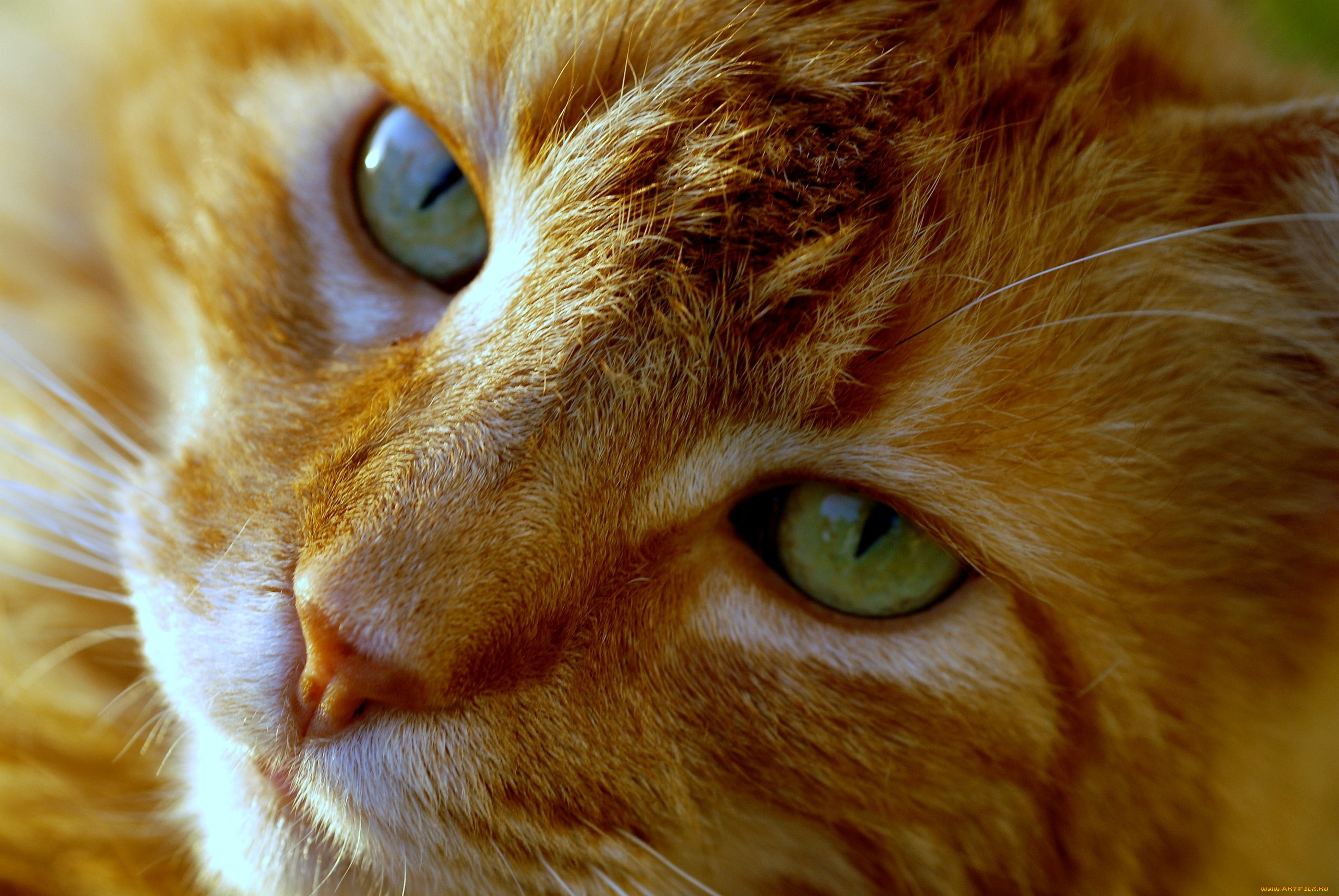 Рыжий кот с рыжими глазами загрузить