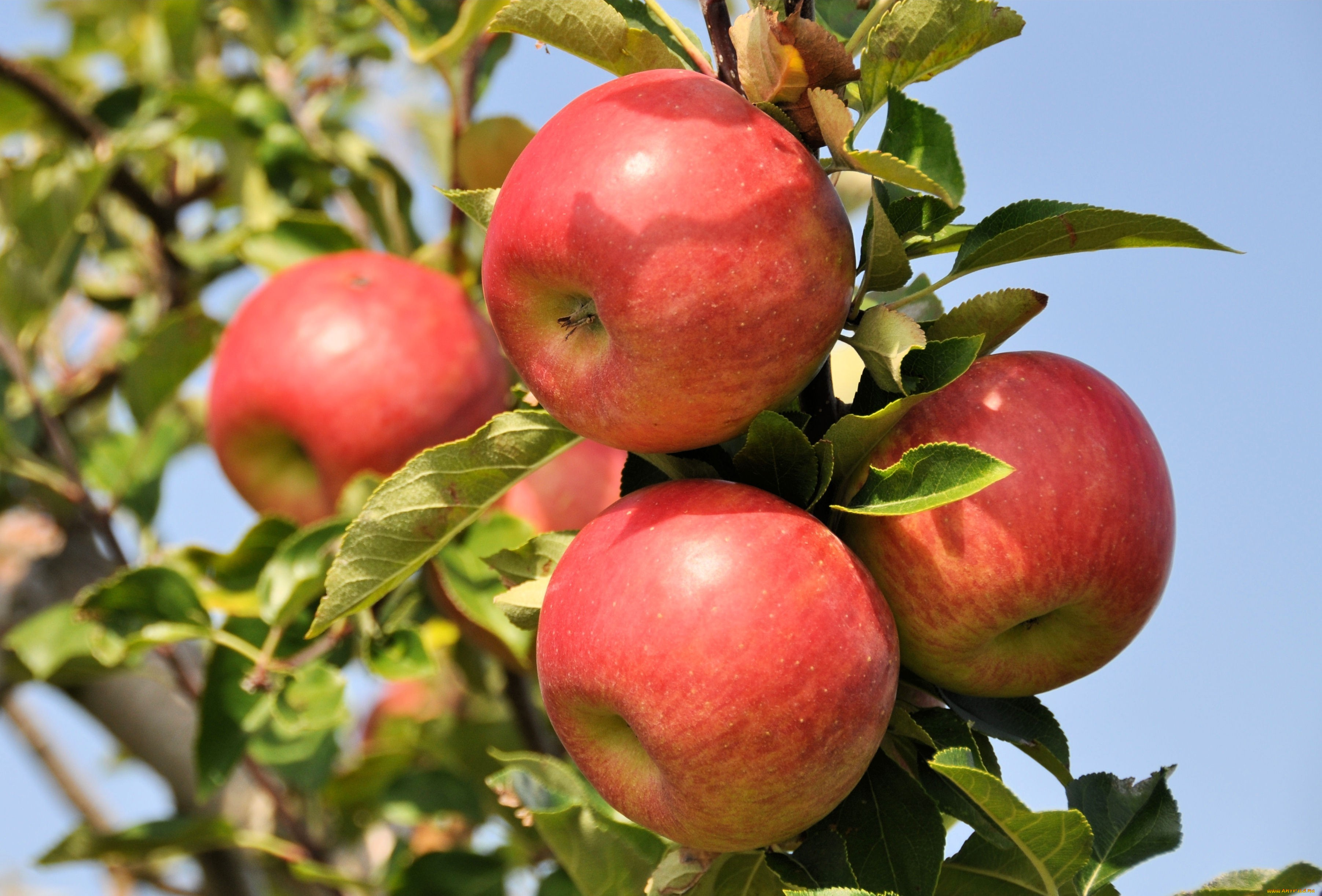 природа, плоды, красные, яблоки