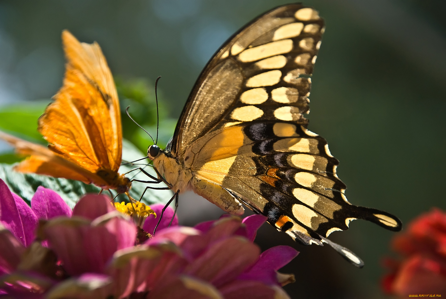 животные, бабочки, крылья