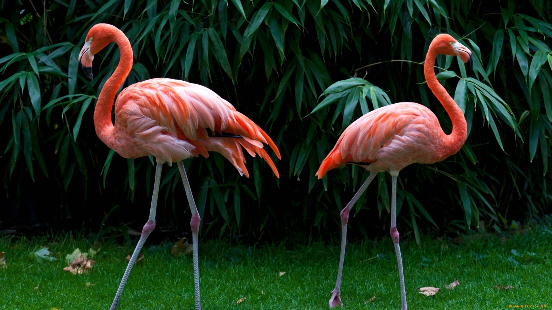 pink, flamingos, животные, фламинго, заросли, пара, вода