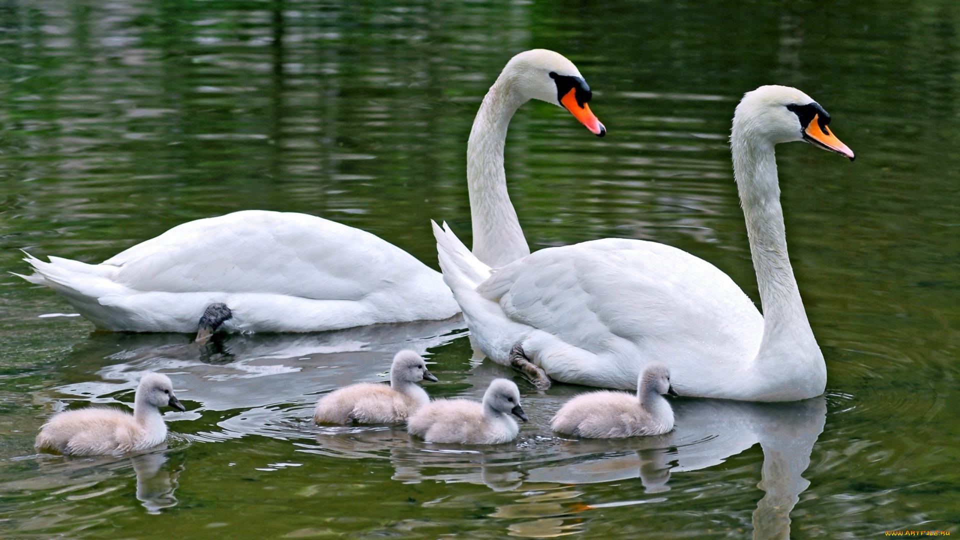 swan, family, животные, лебеди, пара, с, птенцами, семья