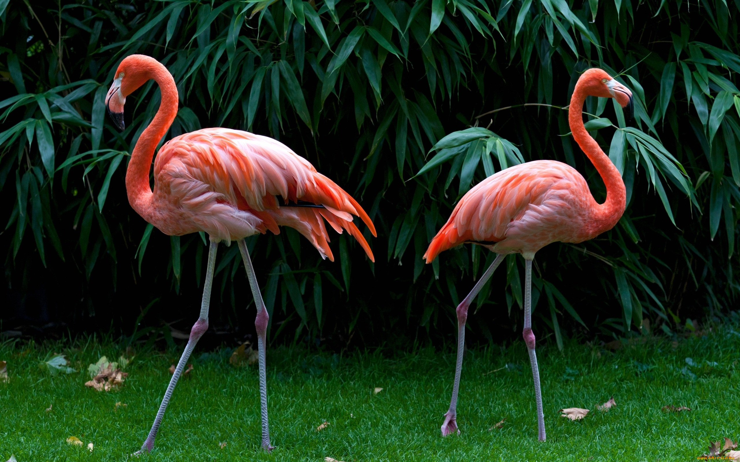 pink, flamingos, животные, фламинго, заросли, пара, вода