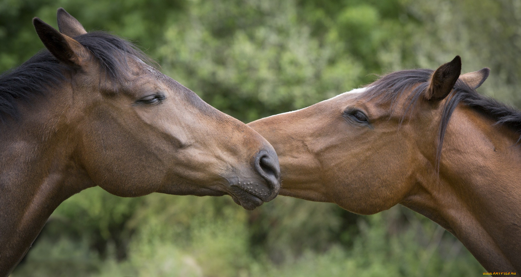 животные, лошади, любовь, пара, морда, профиль, дружба, кони, ласка