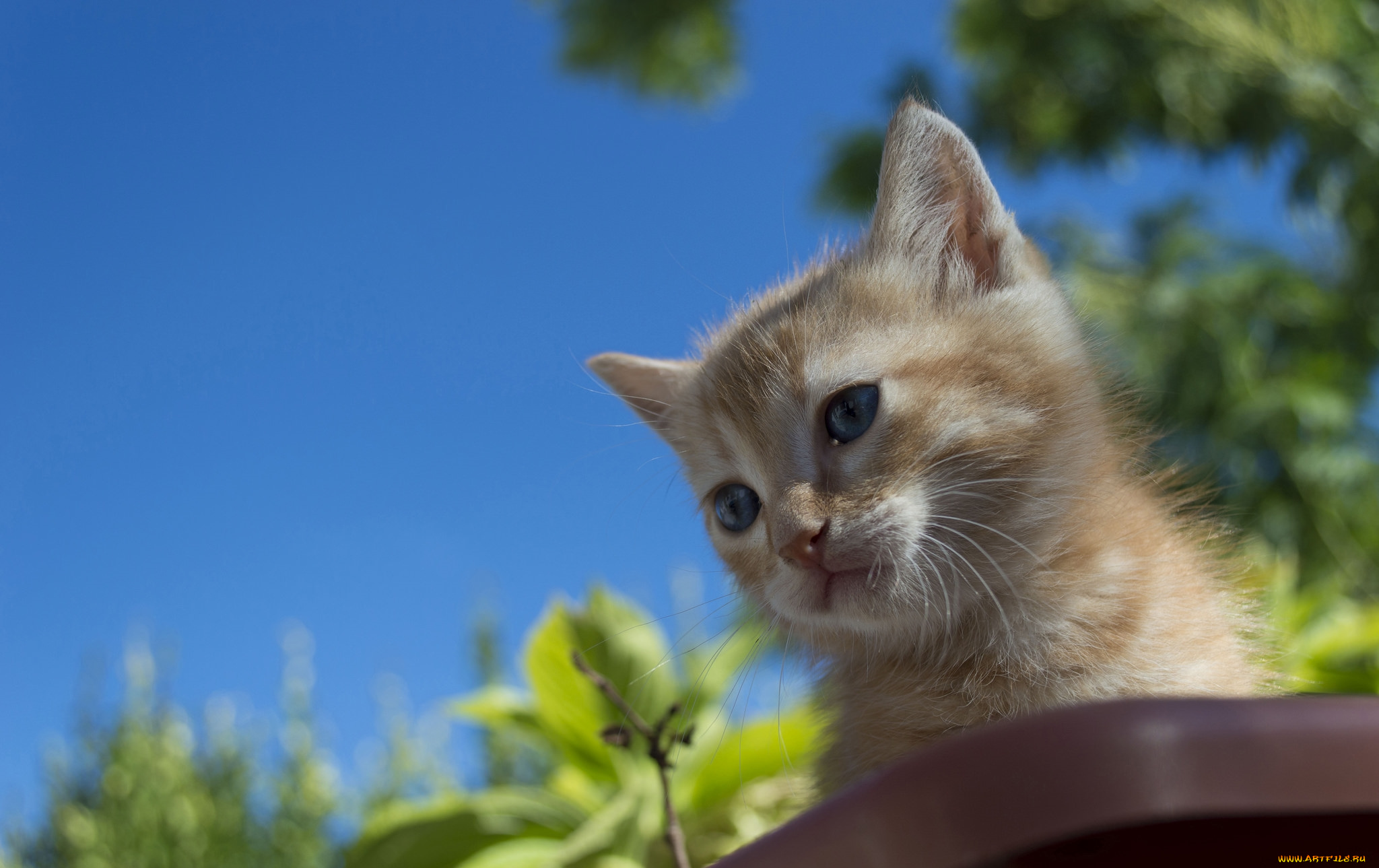 животные, коты, котик