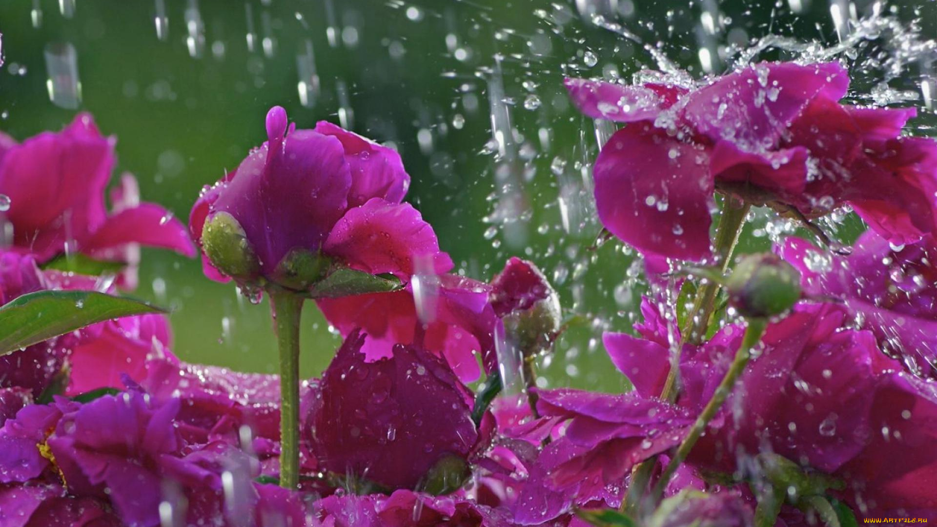 цветы, пионы, вода, дождь, бутоны, капли, розовые
