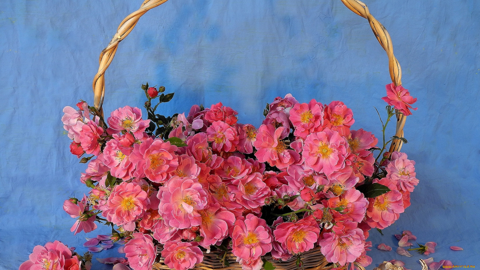 цветы, шиповник, ракушка, розовый, корзина