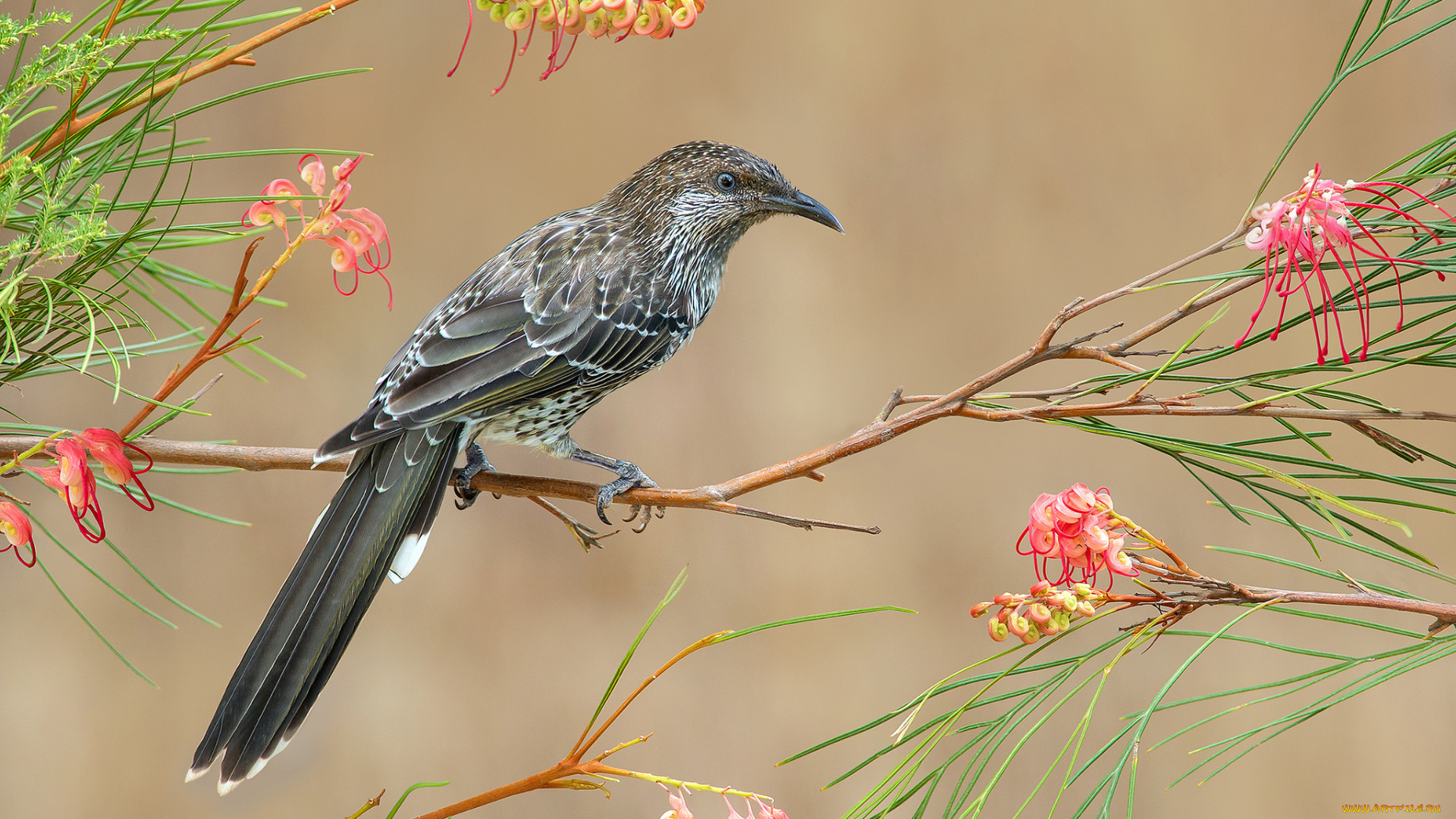 little, wattlebird, животные, птицы, птичка