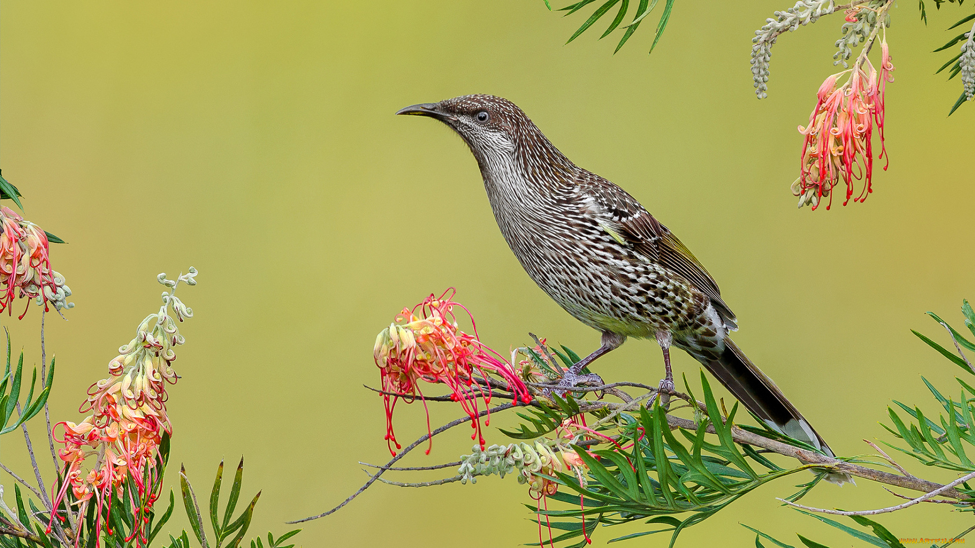 little, wattlebird, животные, птицы, птичка