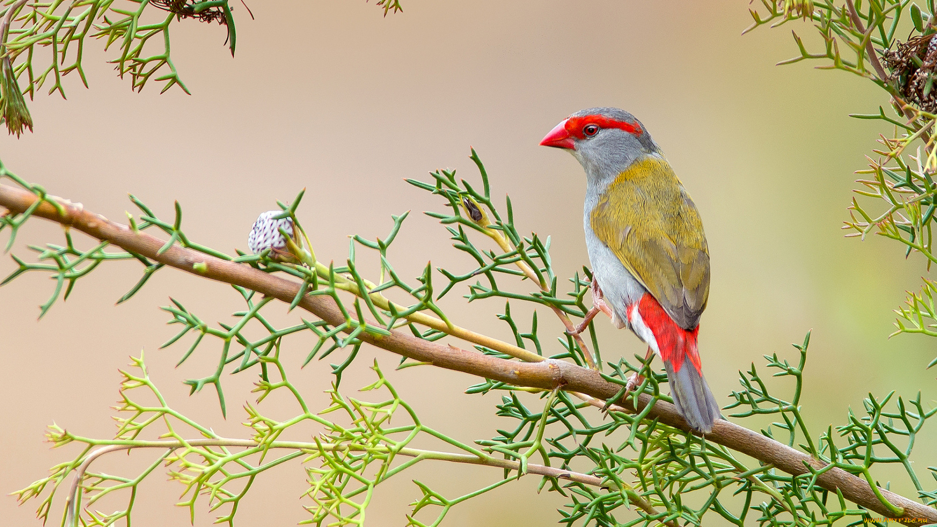 red-browed, finch, животные, птицы, птичка