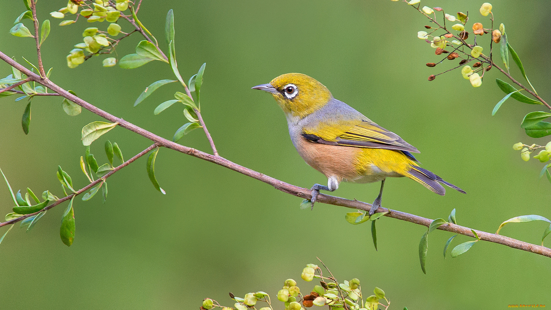 silvereye, животные, птицы, птичка