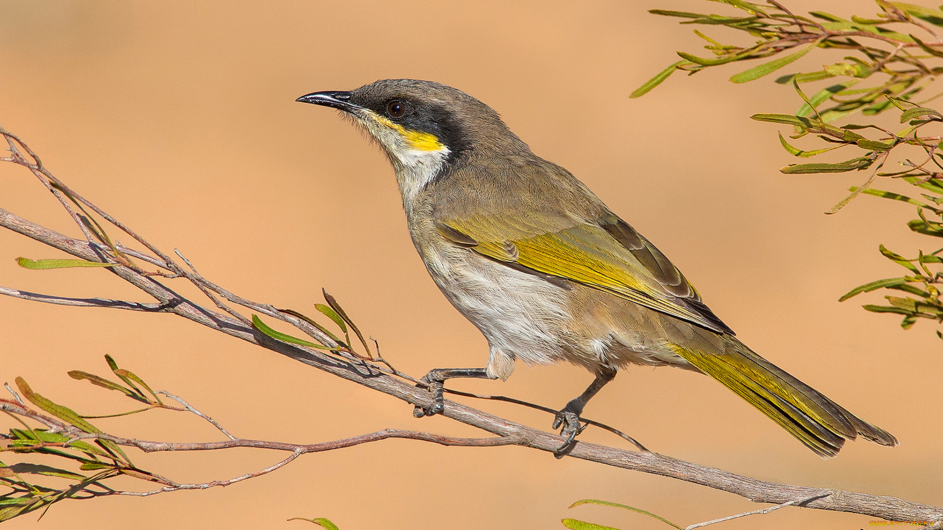 singing, honeyeater, -, lichenostomus, virescens, животные, птицы, птичка