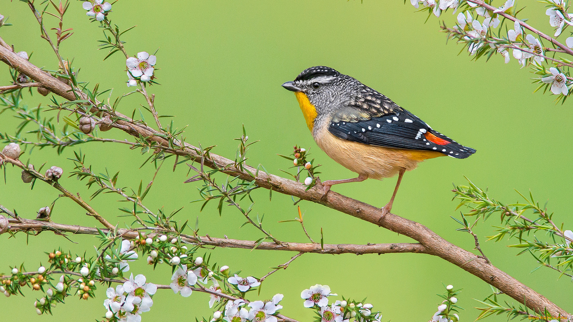 spotted, pardalote, животные, птицы, птичка