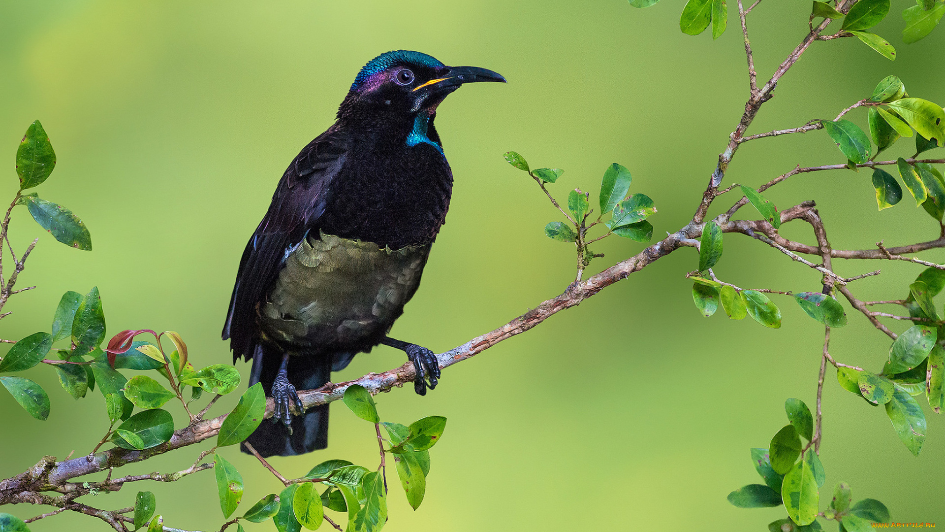 victoria`s, riflebird, животные, птицы, птичка