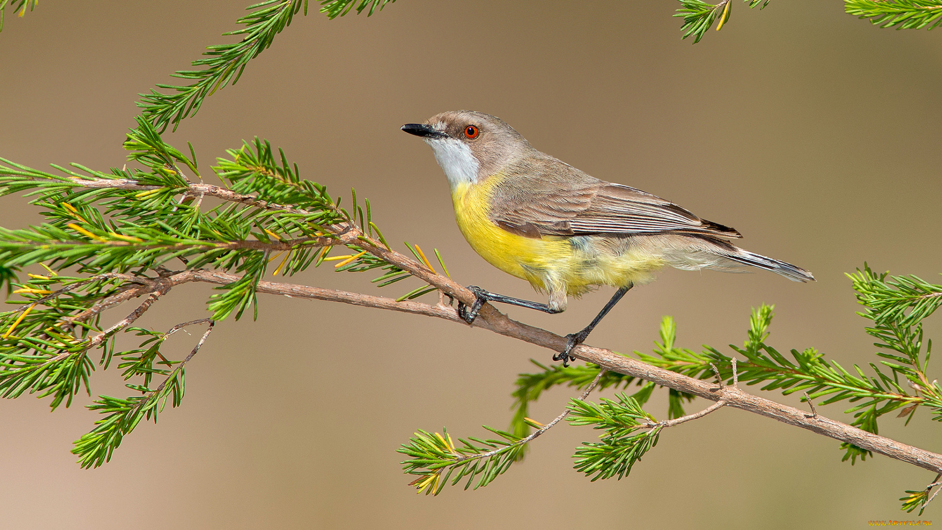 white-throated, gerygone, животные, птицы, птичка