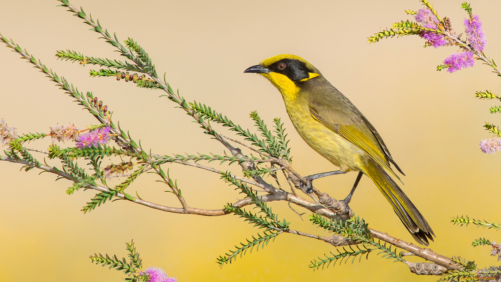 yellow-tufted, honeyeater, животные, птицы, птичка