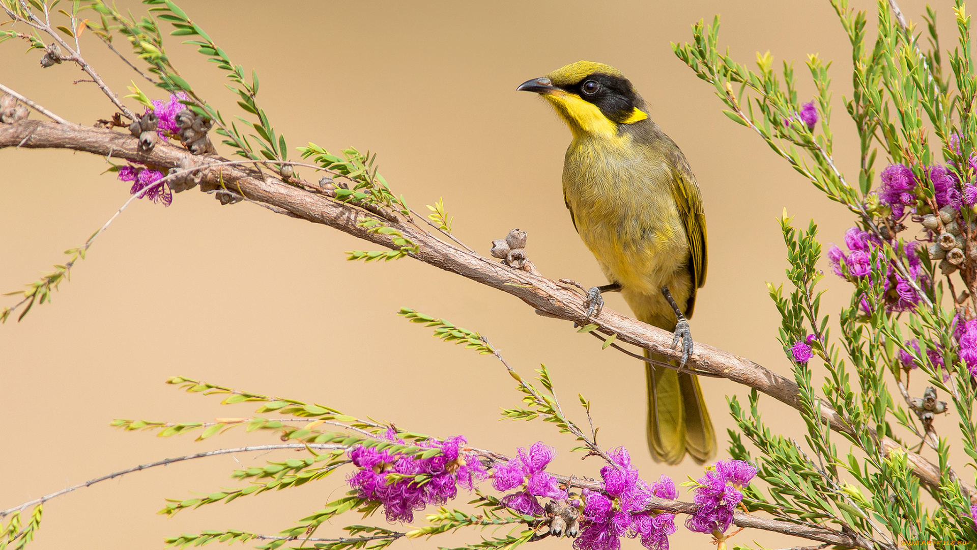 yellow-tufted, honeyeater, животные, птицы, птичка