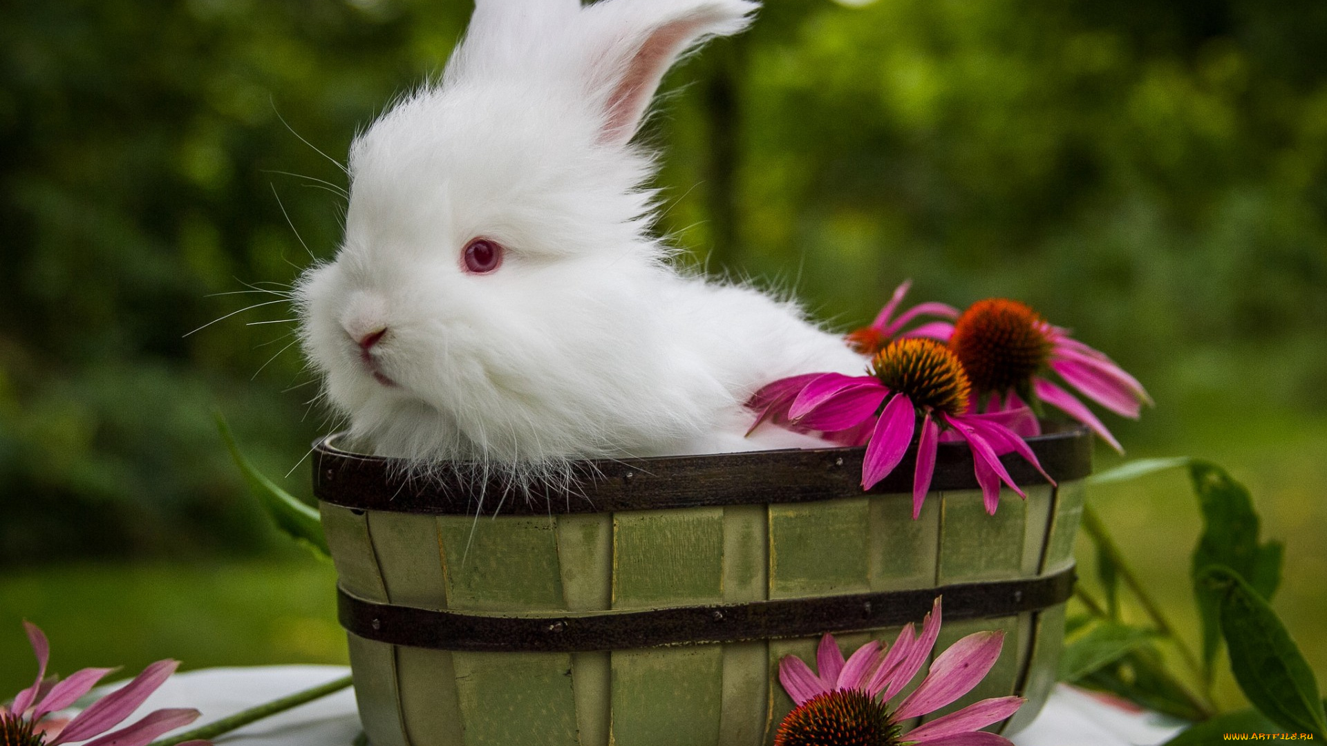 животные, кролики, , зайцы, цветы, кролик, белый