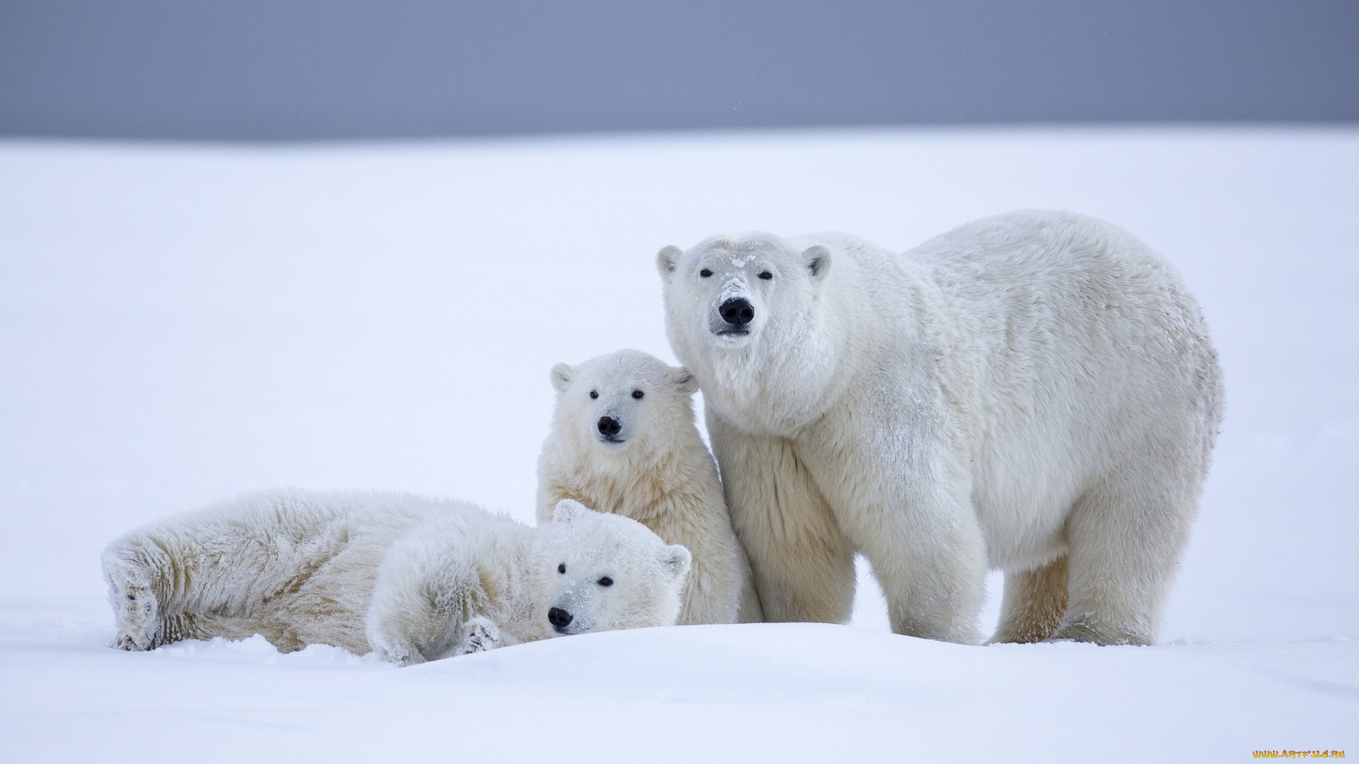 животные, медведи, белые, аляска, детёныши, медвежата, медведица, зима, снег