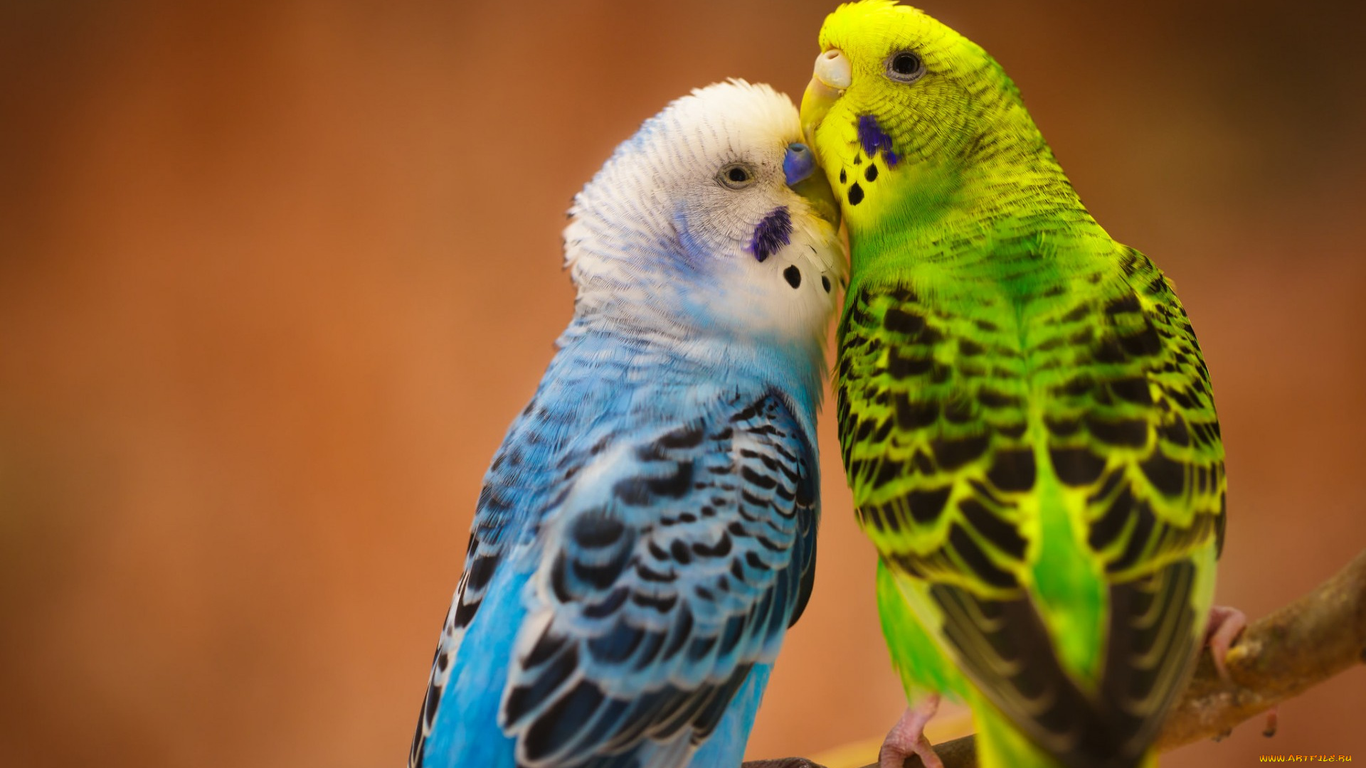 животные, попугаи, волнистые, попугайчики, птицы, парочка, любовь