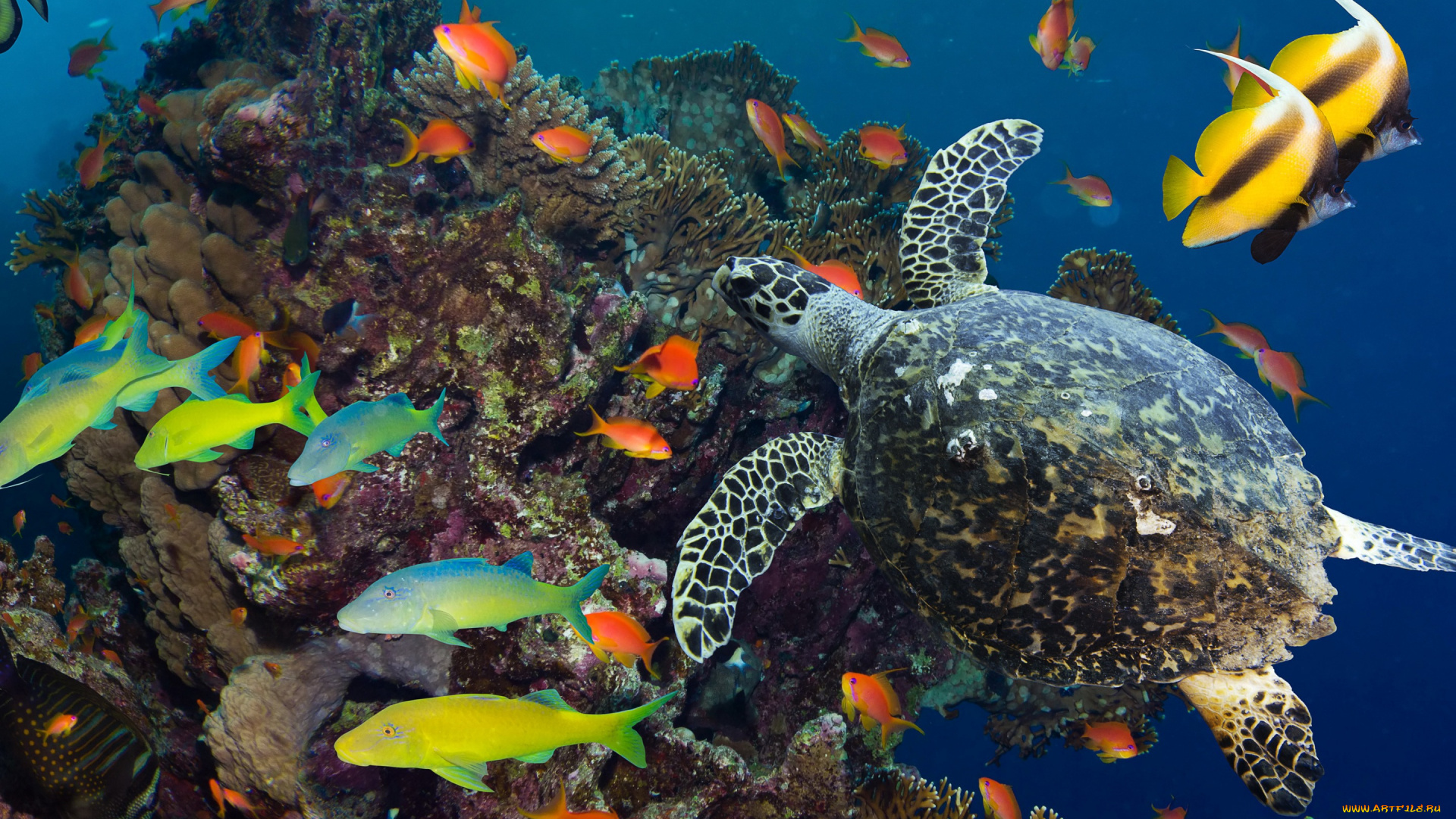 животные, разные, вместе, разноцветные, кораллы, рыбы, подводный, мир, океан, море, под, водой, плавают, черепаха