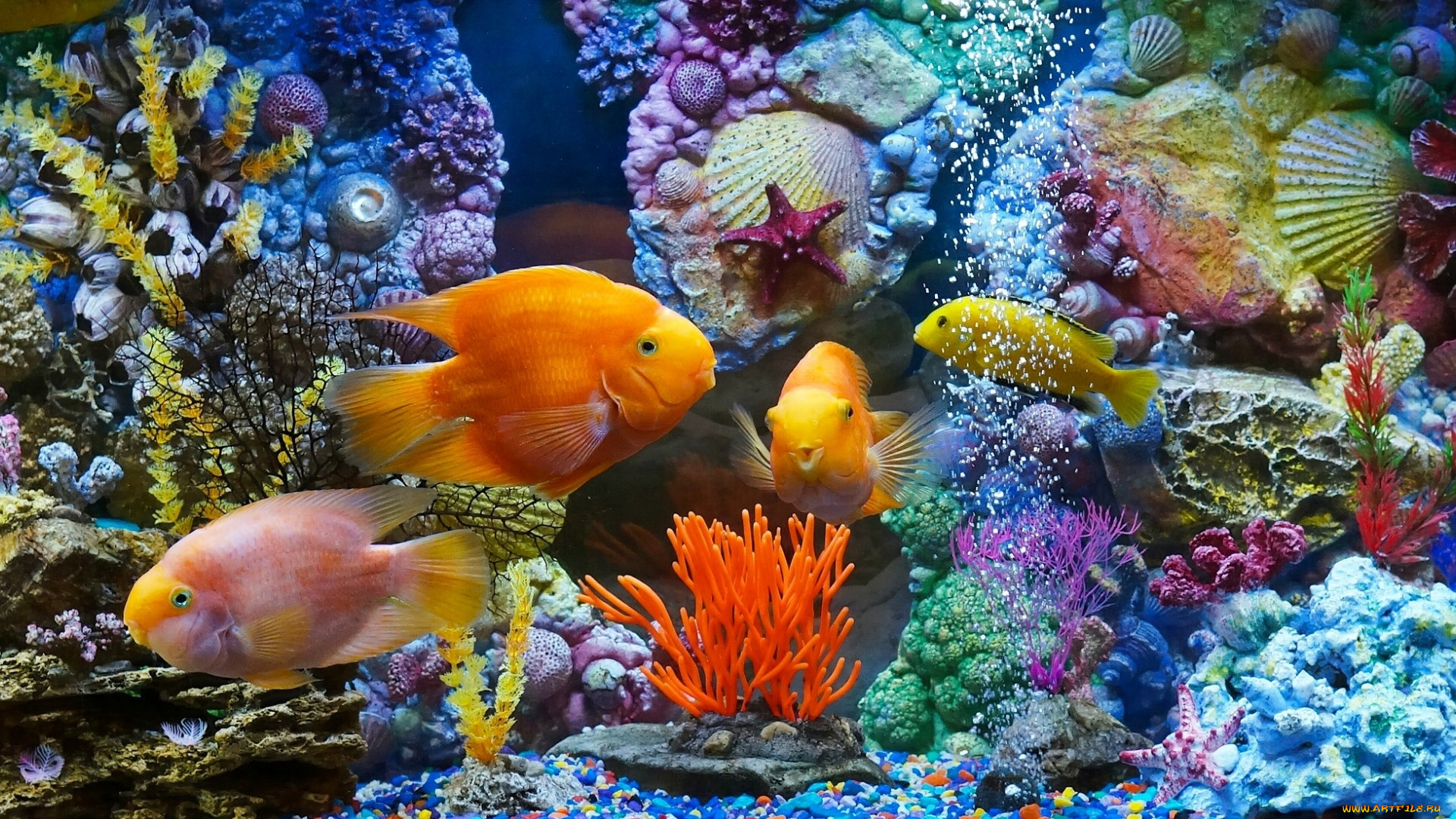 животные, рыбы, аквариум, рыбки, кораллы, ракушки