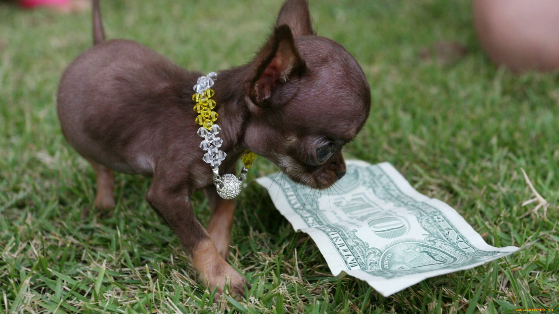 животные, собаки, пес, маленький, доллар