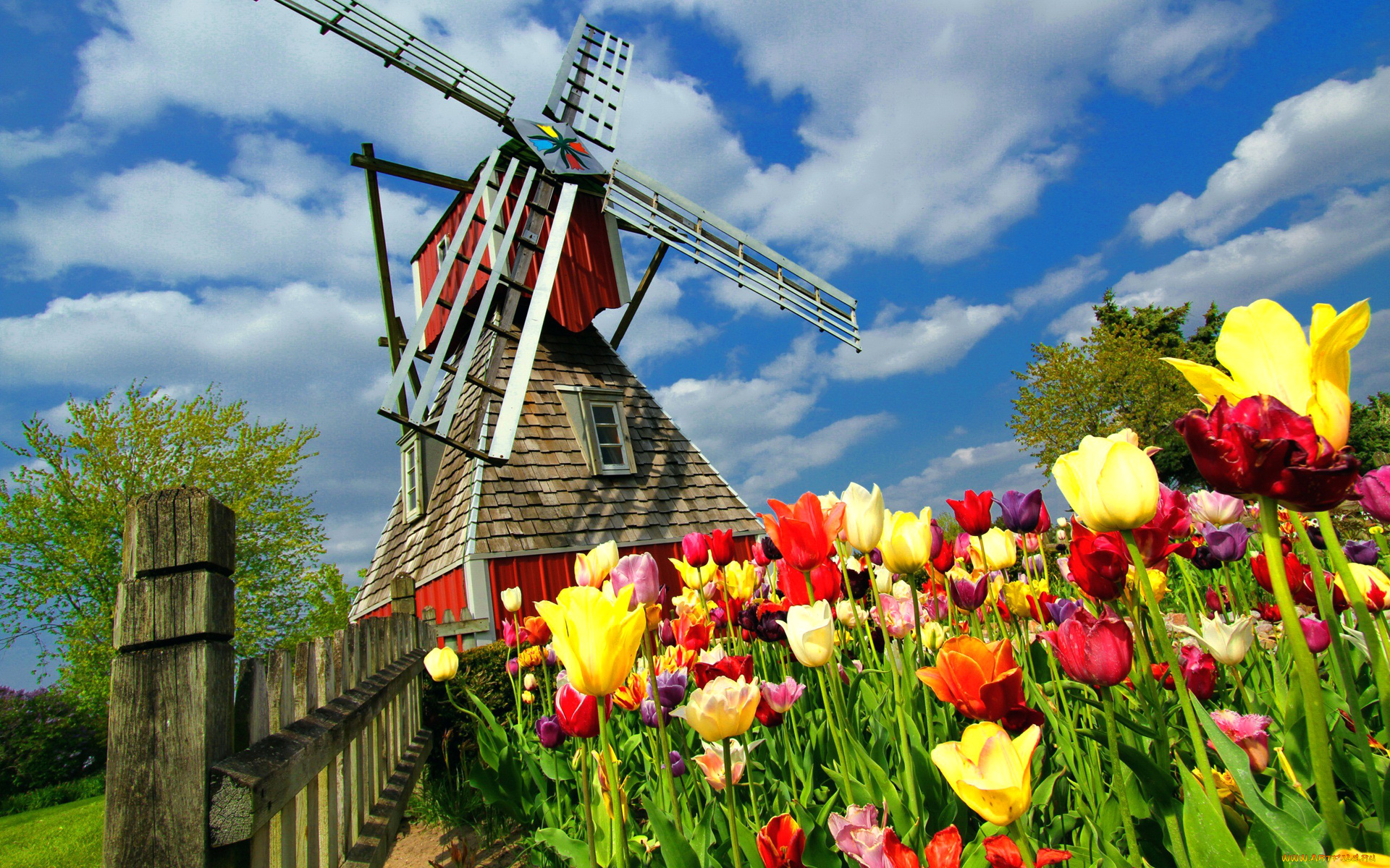 разное, мельницы, нидерланды, ветряная, мельница, тюльпаны, цветы