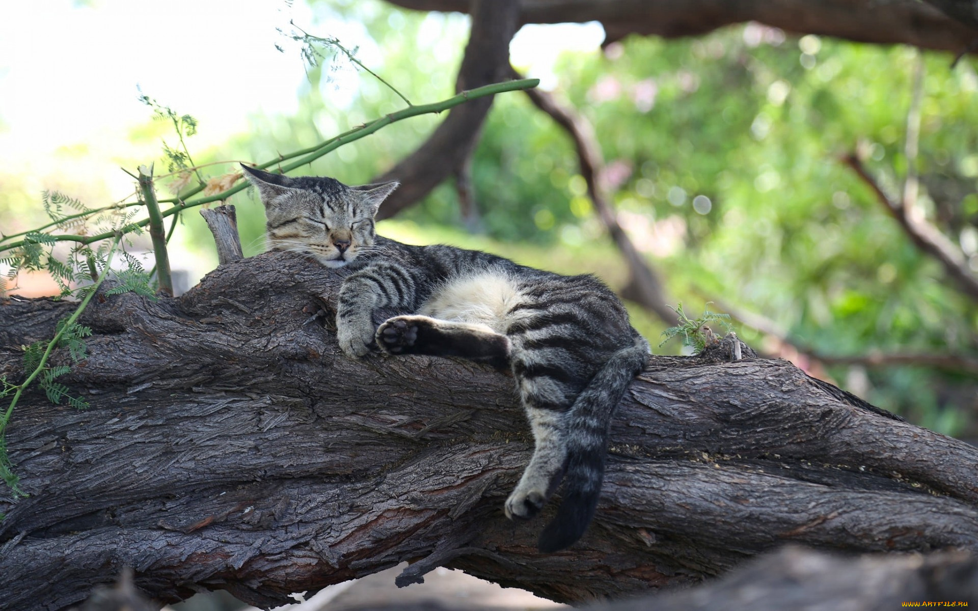 животные, коты, дерево, отдых, сон, спящая, кошка, кот