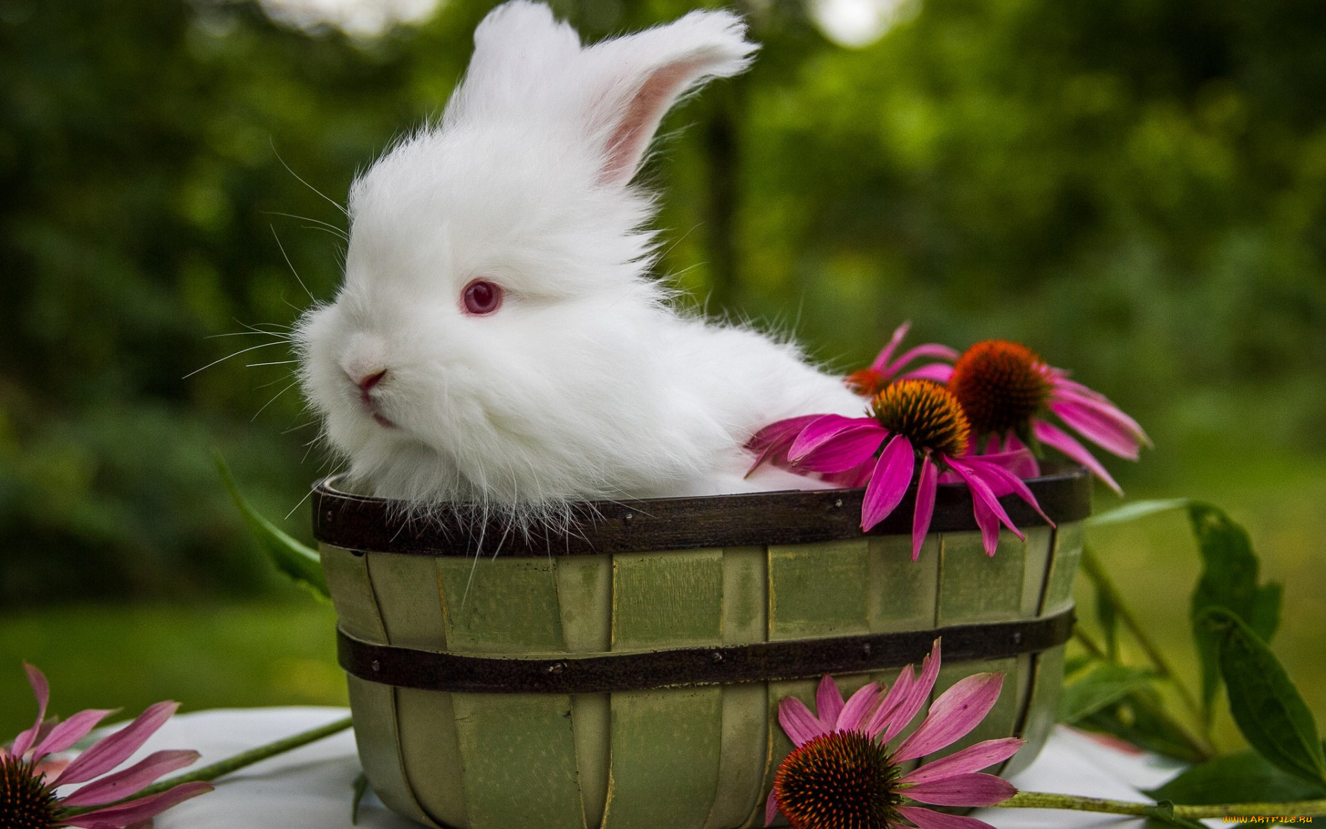 животные, кролики, , зайцы, цветы, кролик, белый