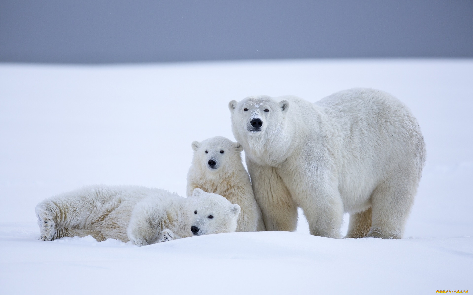 животные, медведи, белые, аляска, детёныши, медвежата, медведица, зима, снег