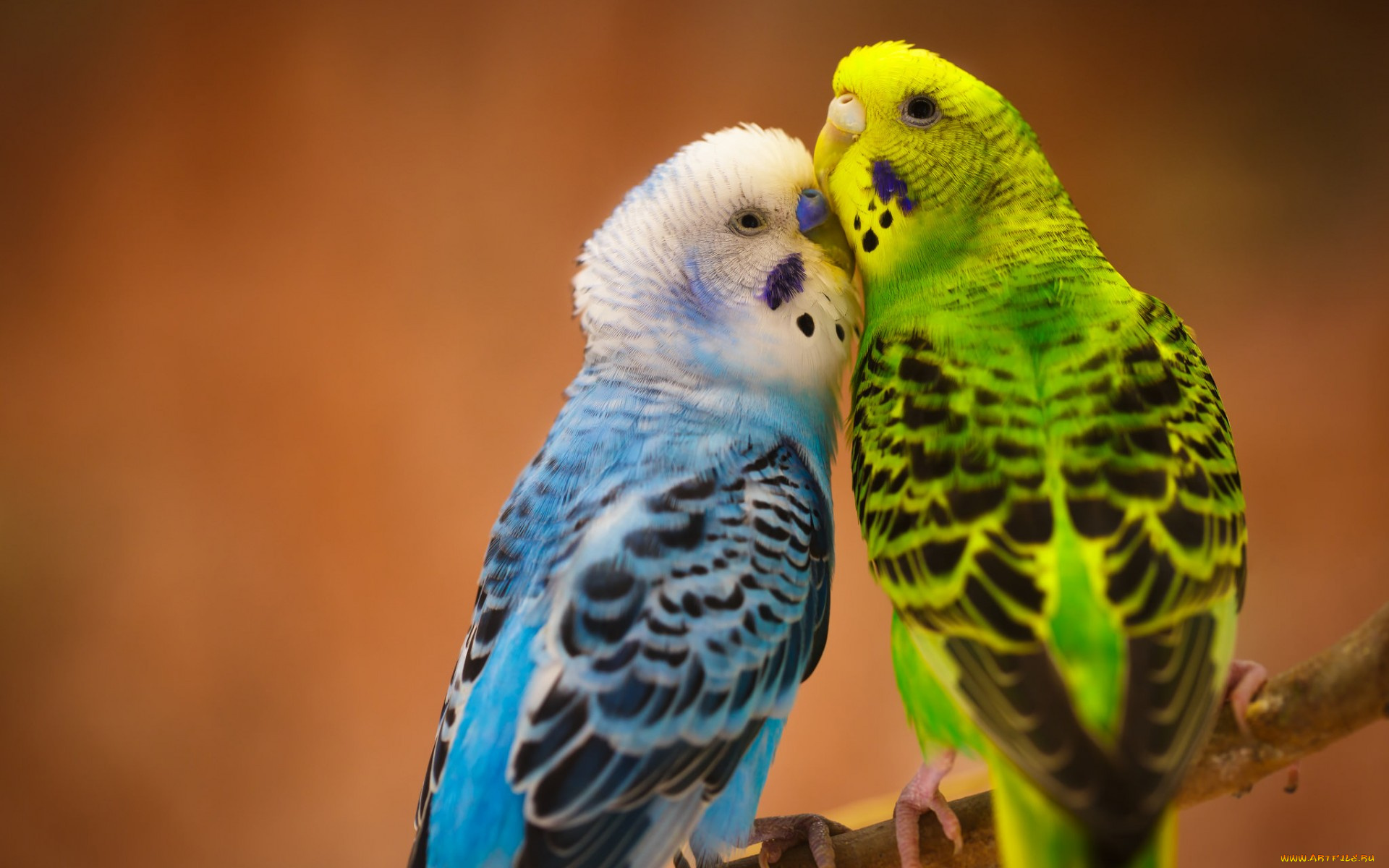 животные, попугаи, волнистые, попугайчики, птицы, парочка, любовь