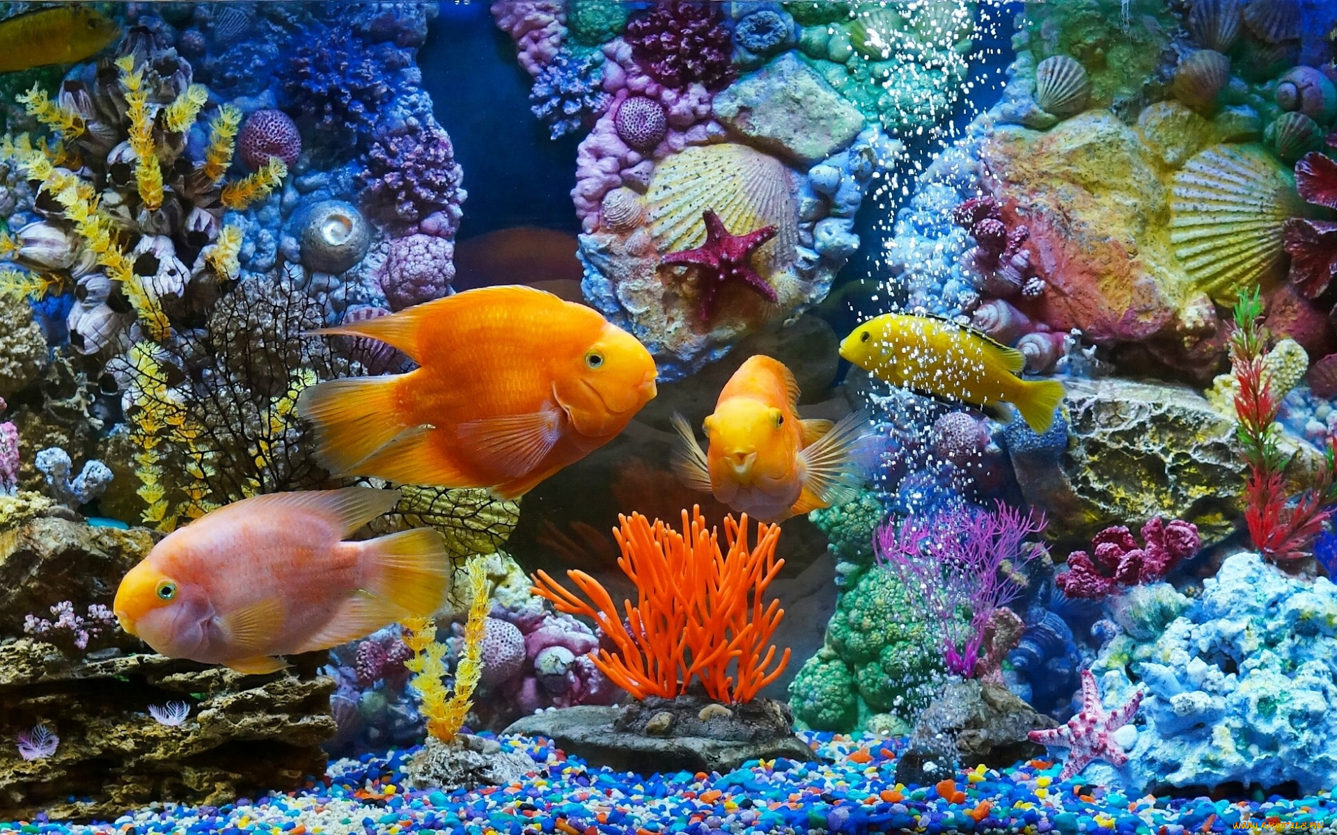 животные, рыбы, аквариум, рыбки, кораллы, ракушки
