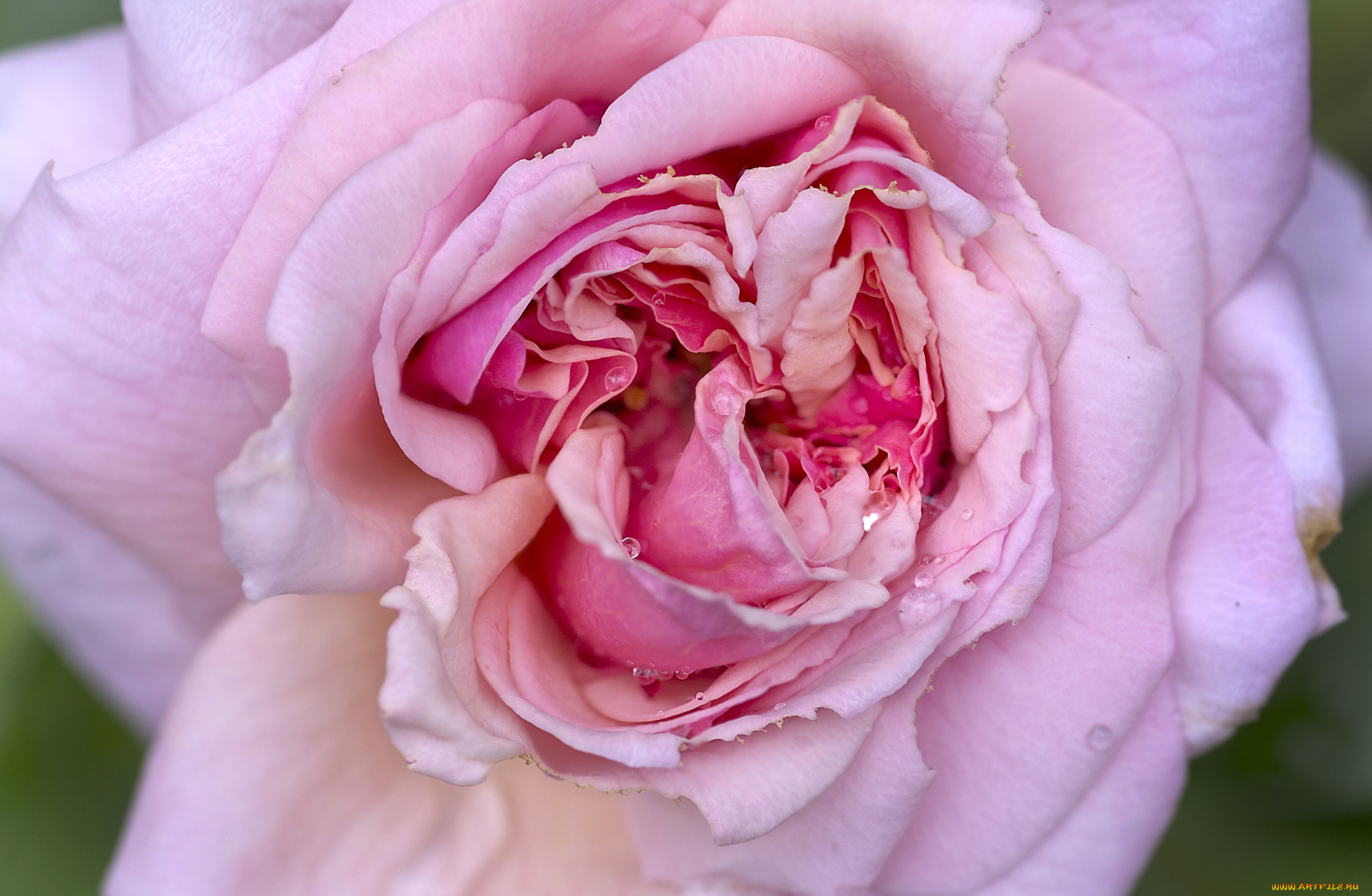 цветы, розы, чайная, роза, роса, цветки, розовая, макро