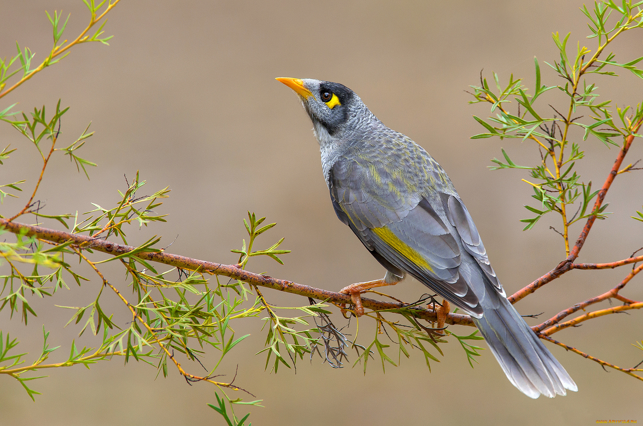 noisy, miner, животные, птицы, птичка