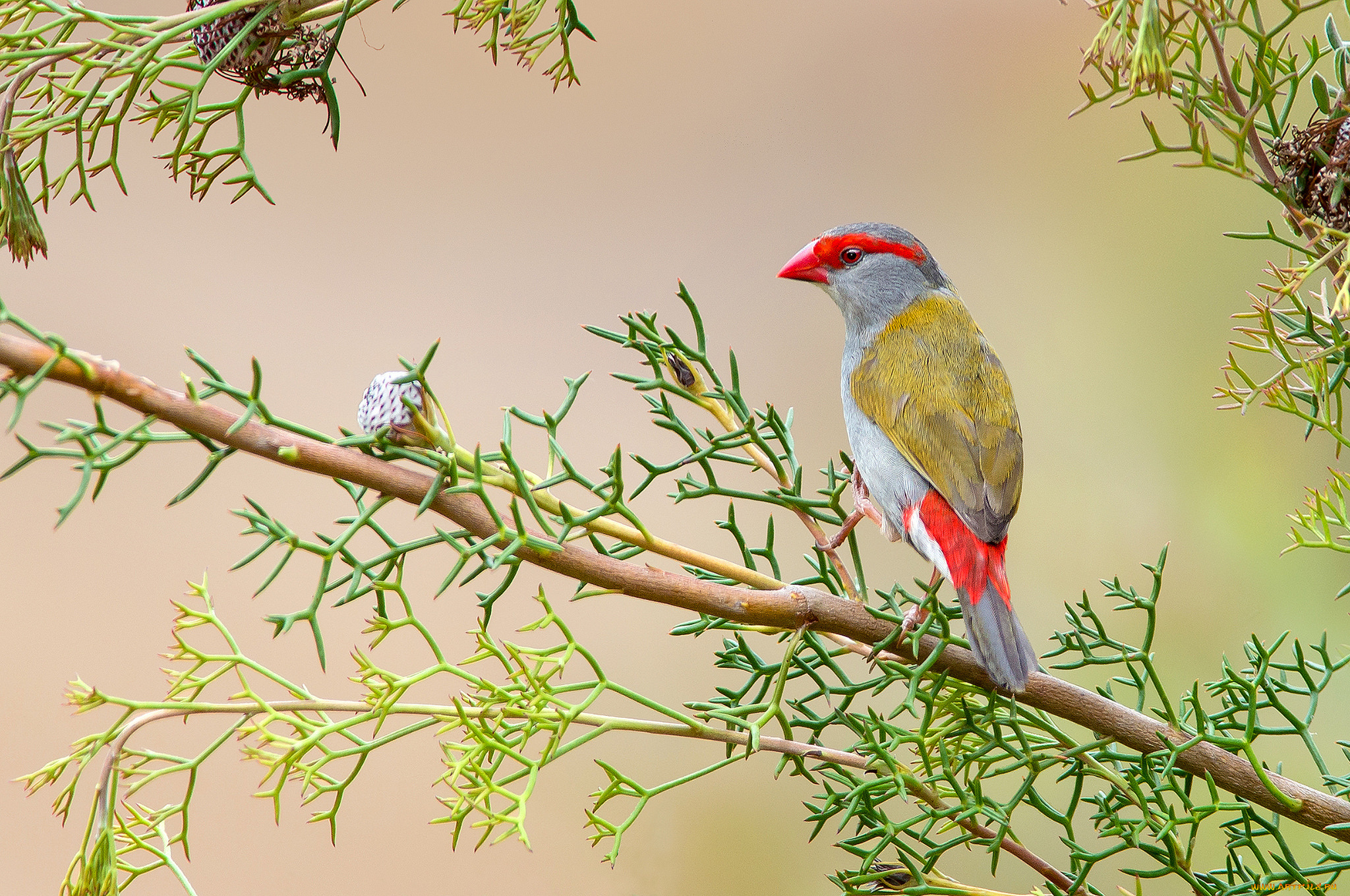 red-browed, finch, животные, птицы, птичка