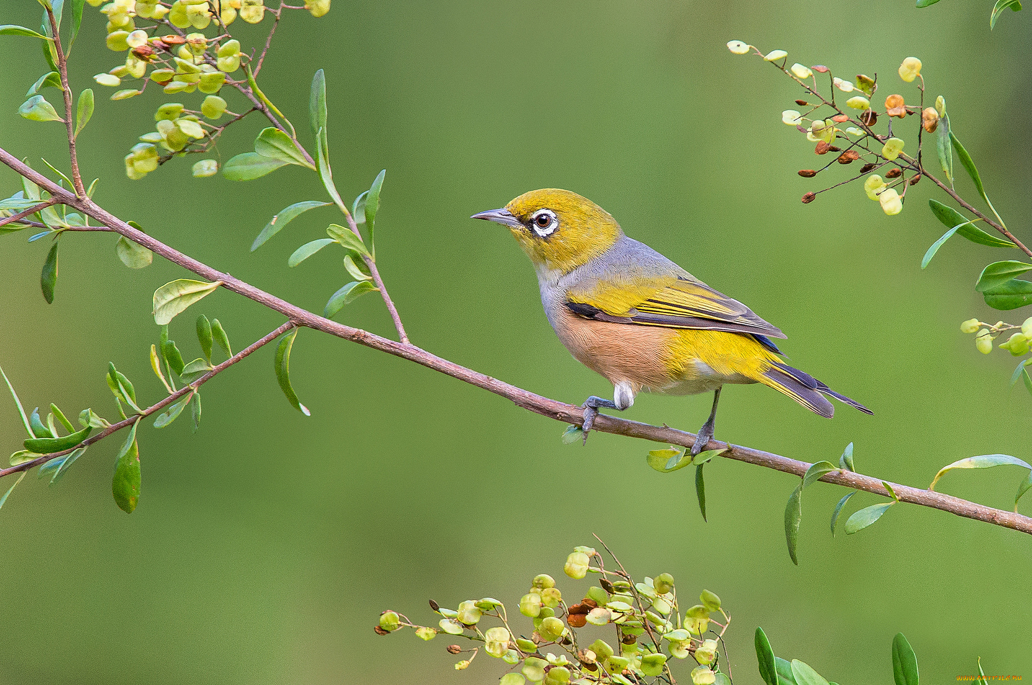 silvereye, животные, птицы, птичка