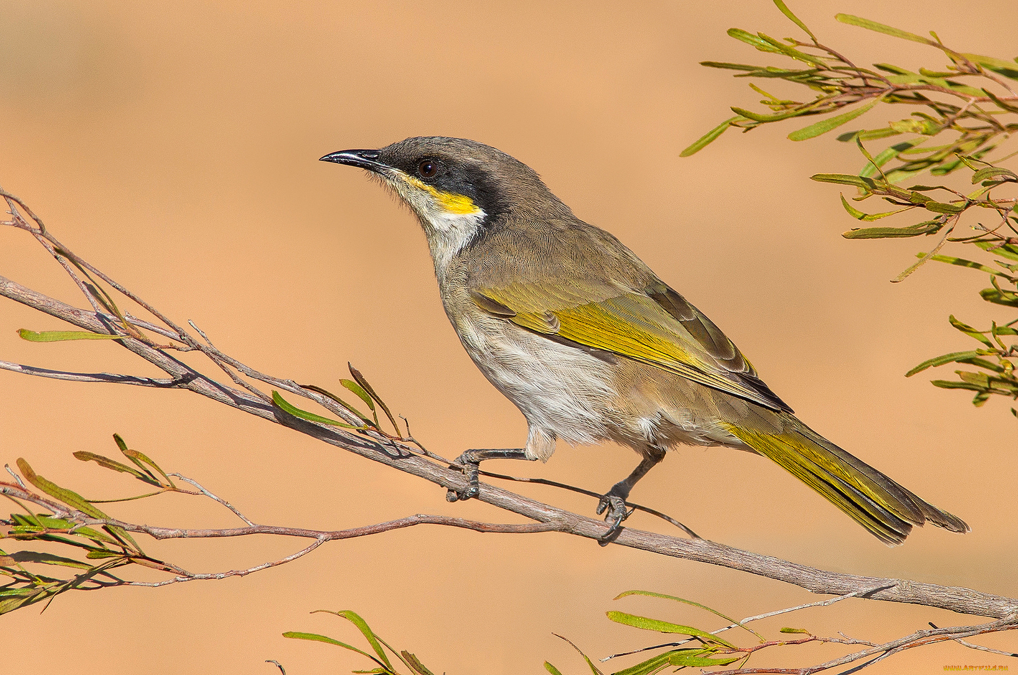 singing, honeyeater, -, lichenostomus, virescens, животные, птицы, птичка