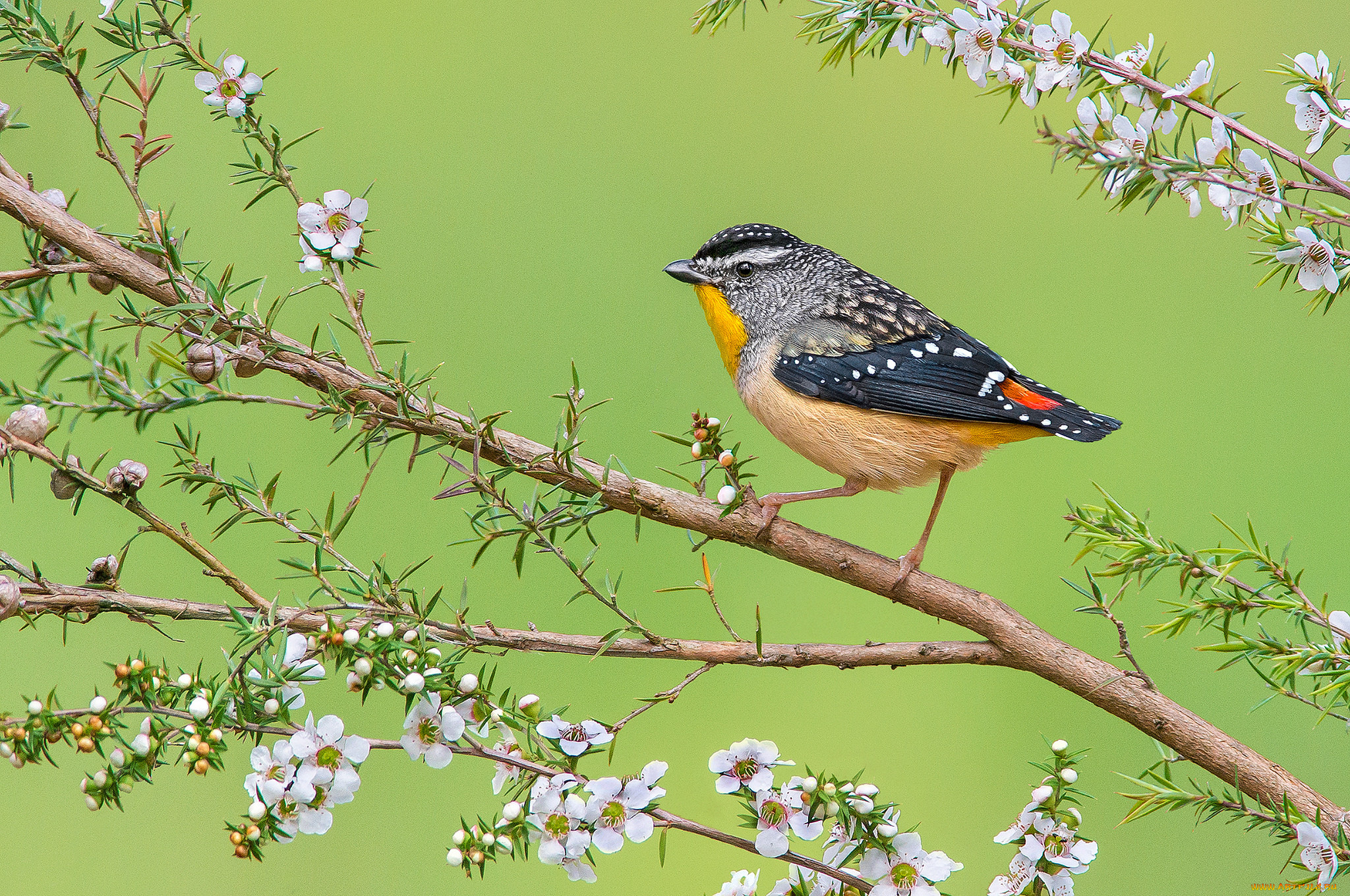 spotted, pardalote, животные, птицы, птичка