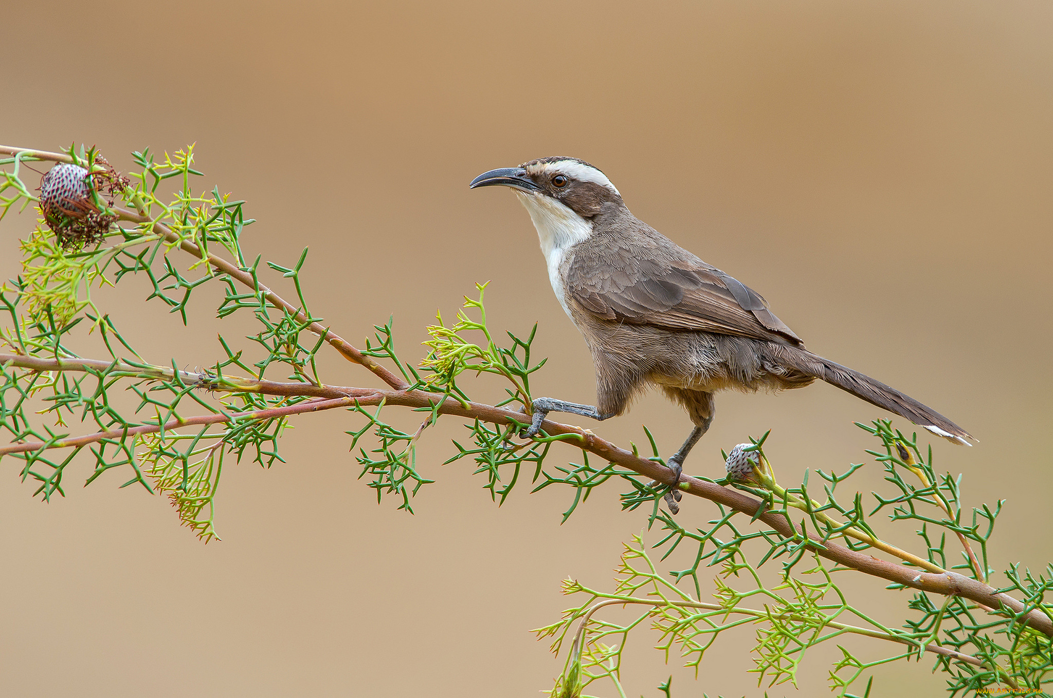 white-browed, babbler, животные, птицы, птичка