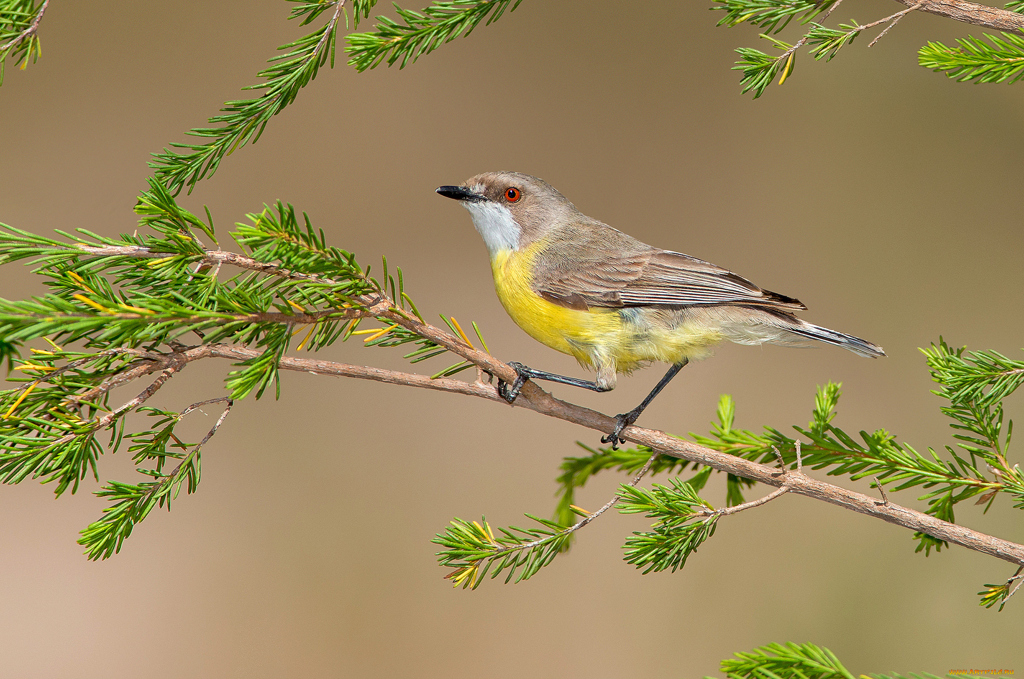 white-throated, gerygone, животные, птицы, птичка