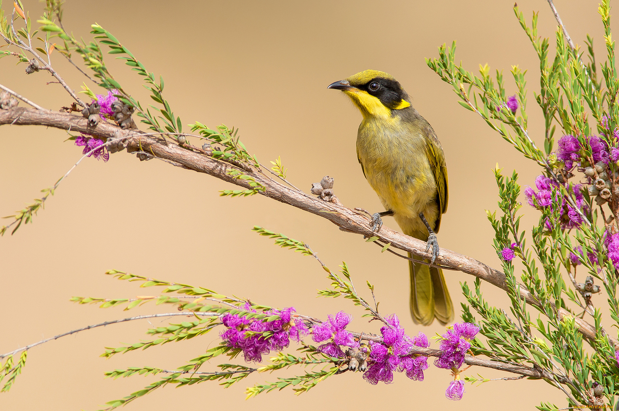 yellow-tufted, honeyeater, животные, птицы, птичка