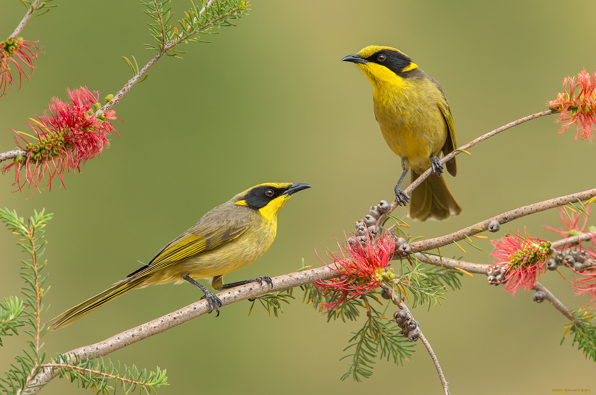 yellow-tufted, honeyeater, животные, птицы, птичка