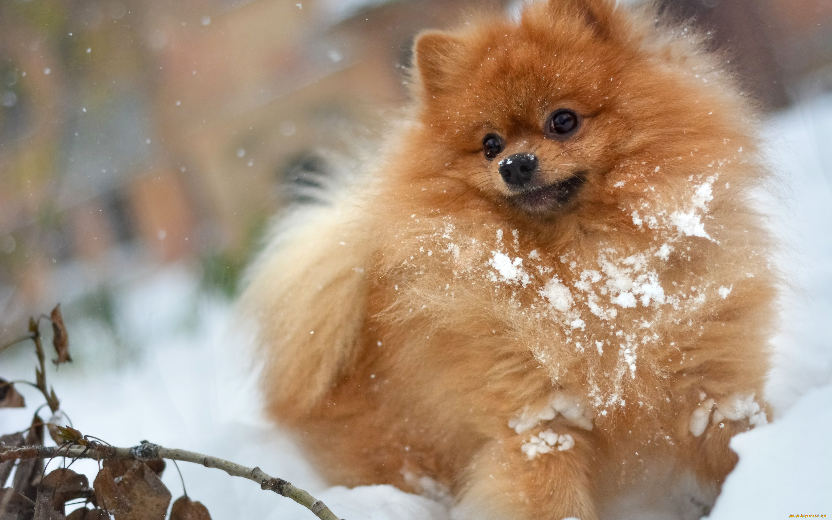 животные, собаки, собака, собачка, шпиц, снег, игра
