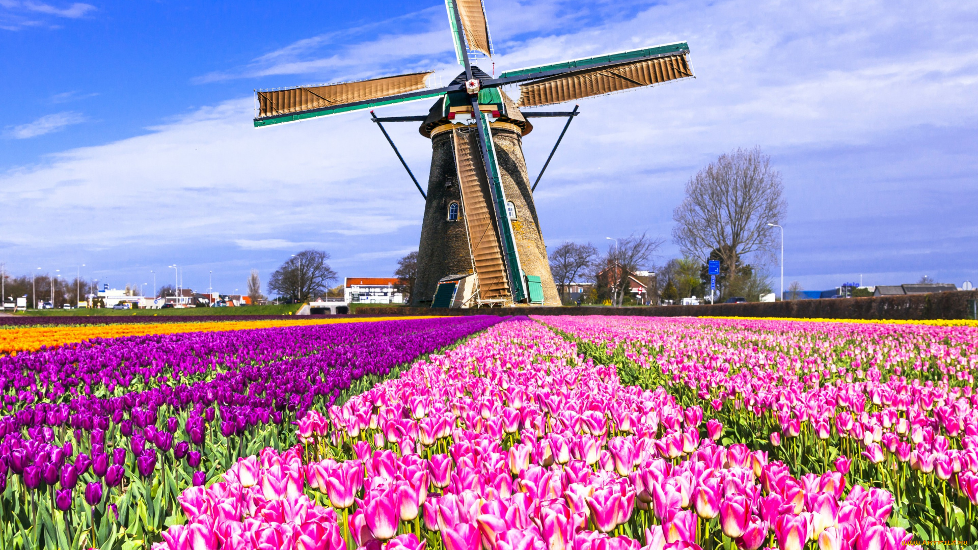 разное, мельницы, мельница, нидерланды, разноцветные, поле, keukenhof, lisse, тюльпаны